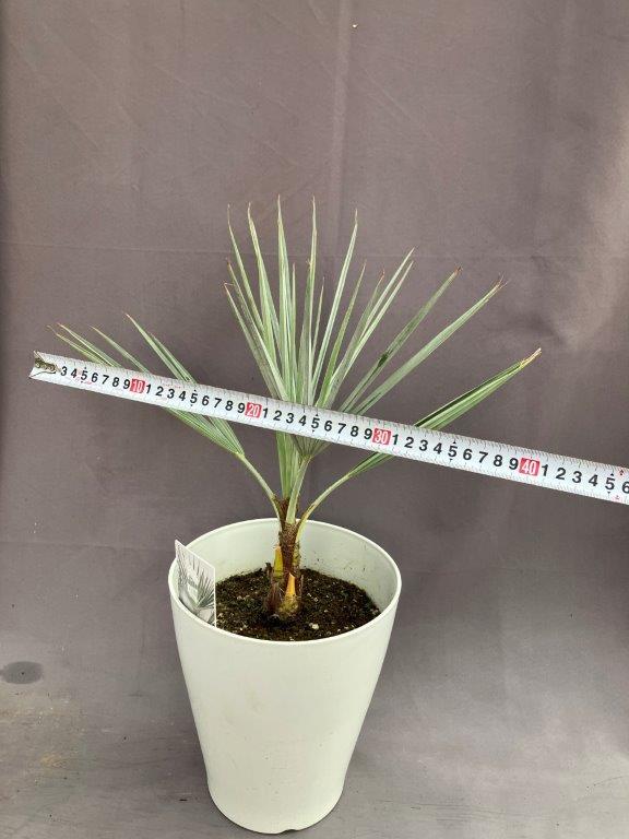 ブラヘア・アルマータ 7号 | 日本ライン花木センター