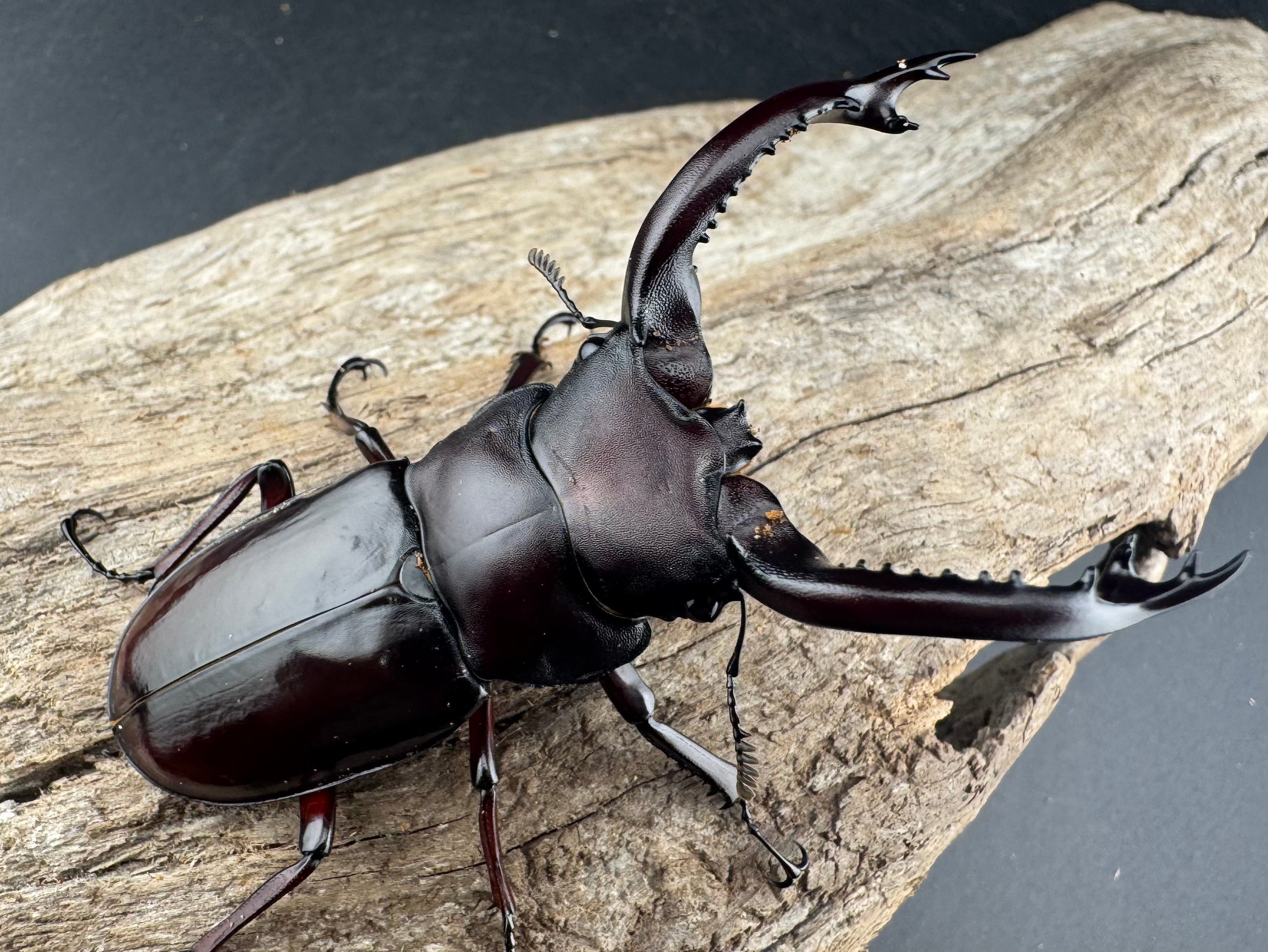 フォルスターフタマタ原名亜種 73mm ペア》 | KPW公式オンラインショップ