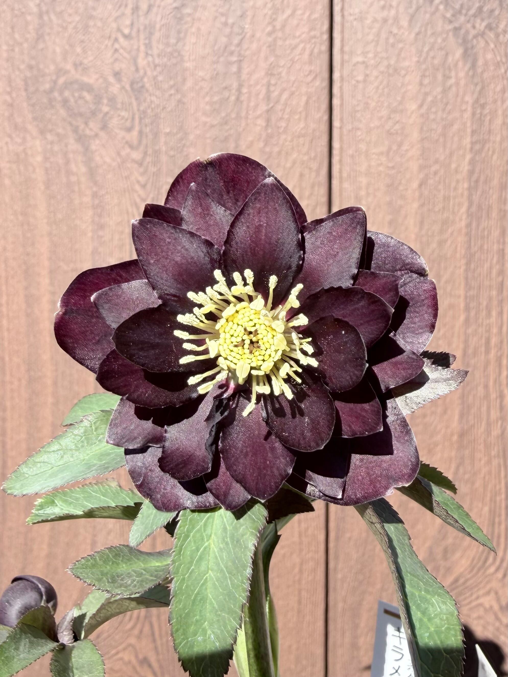 キラメキ☆チョコレート 加藤農園 クリスマスローズ【ka64】送料無料