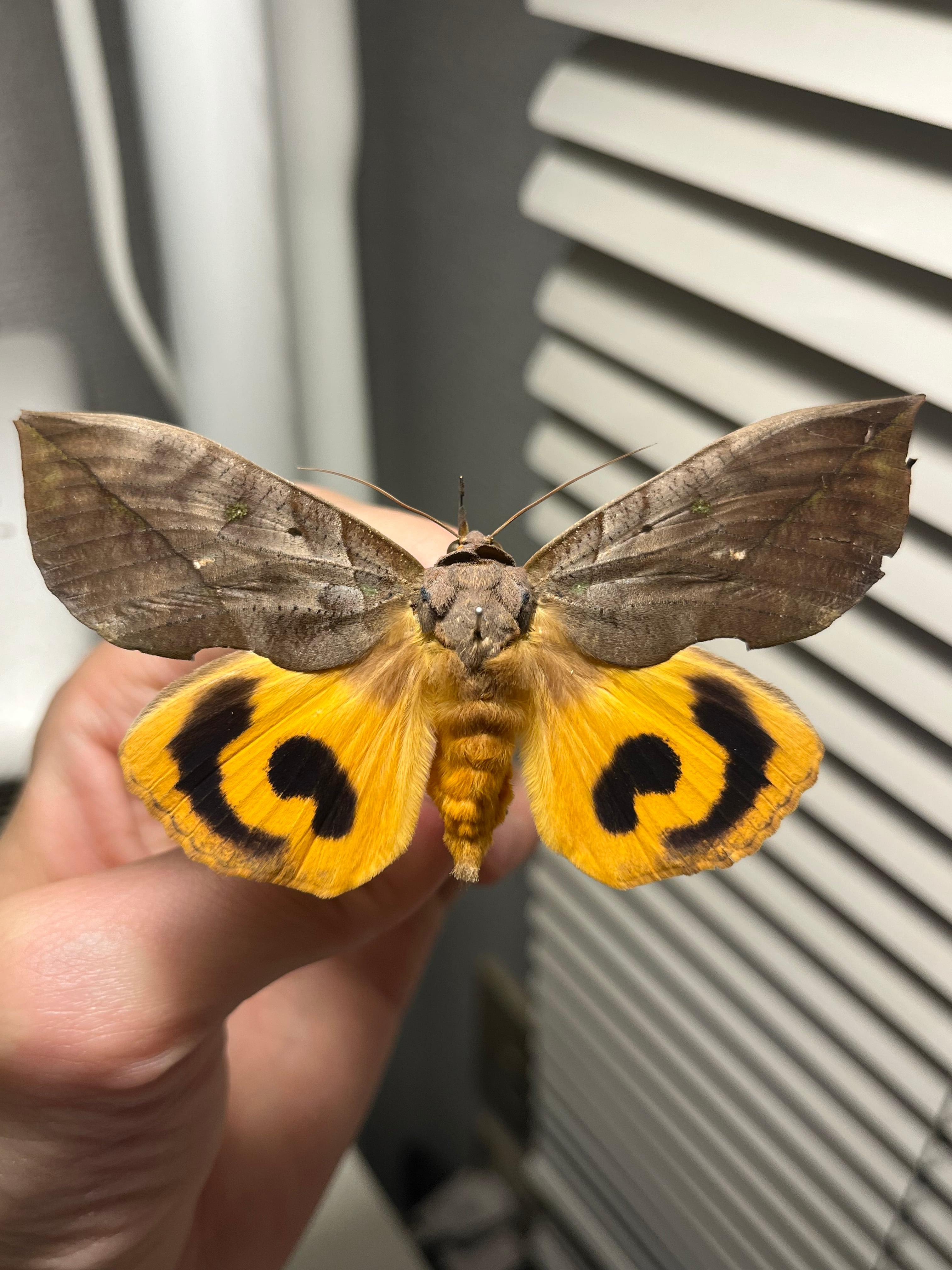 3b3baf2b9a7a042c9cae4831e5d6f2