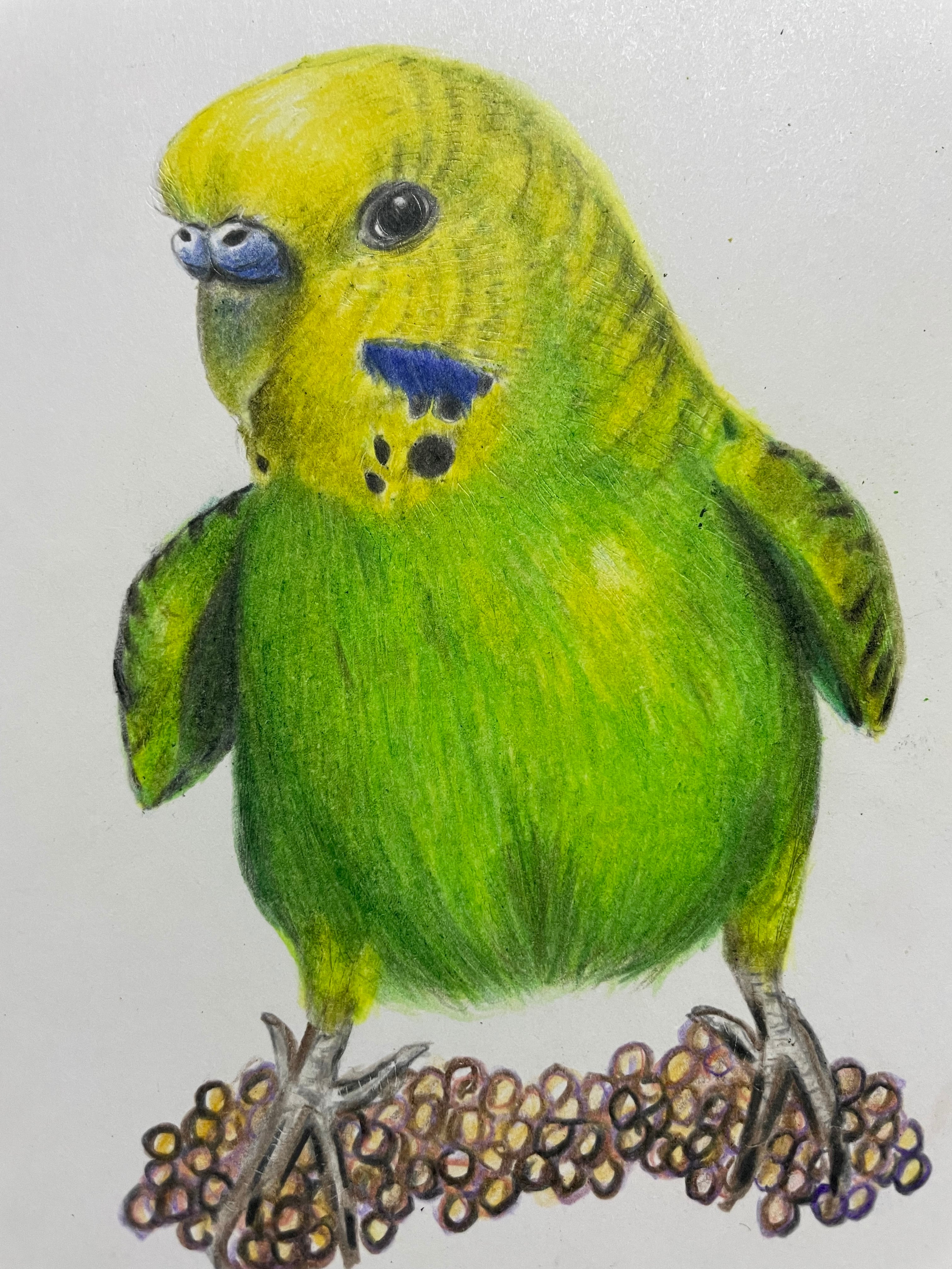 キャンバス油絵 専用 仲良く集まるカラフルかわいいインコたち