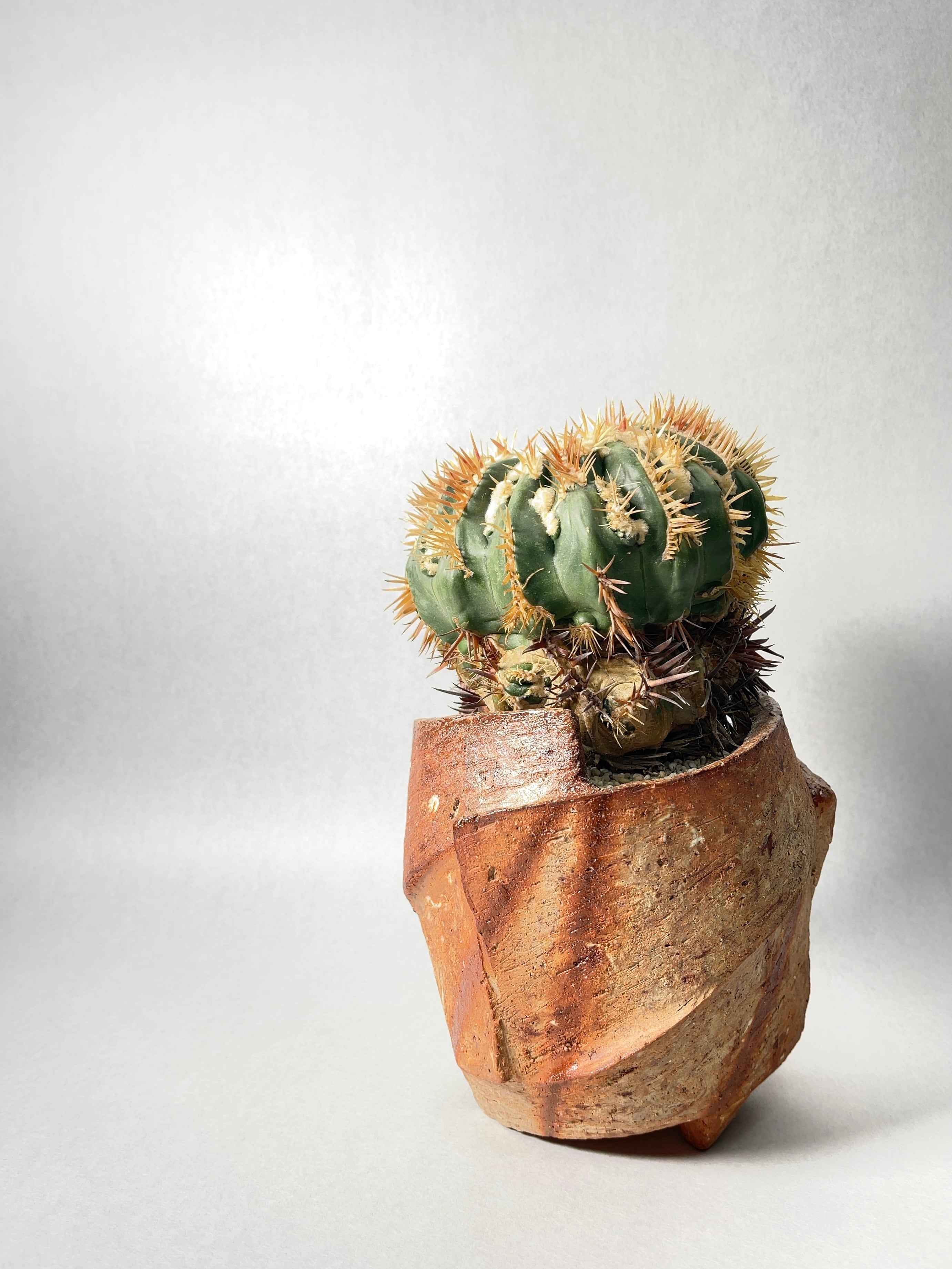 ホマロケファラ・綾波モンストローサ | trigger