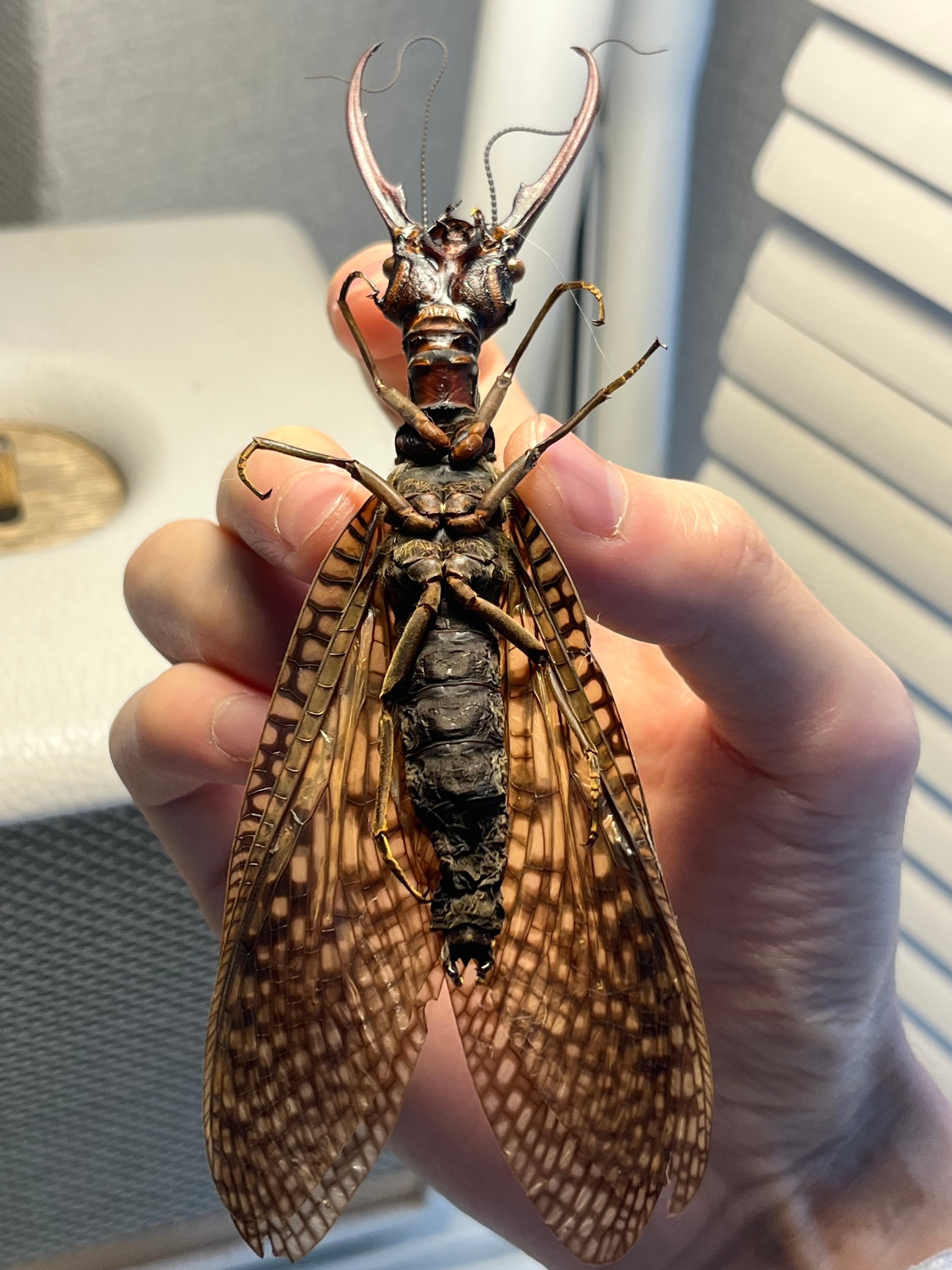 特大】オオキバヘビトンボ オオアゴヘビトンボ 昆虫標本 標本
