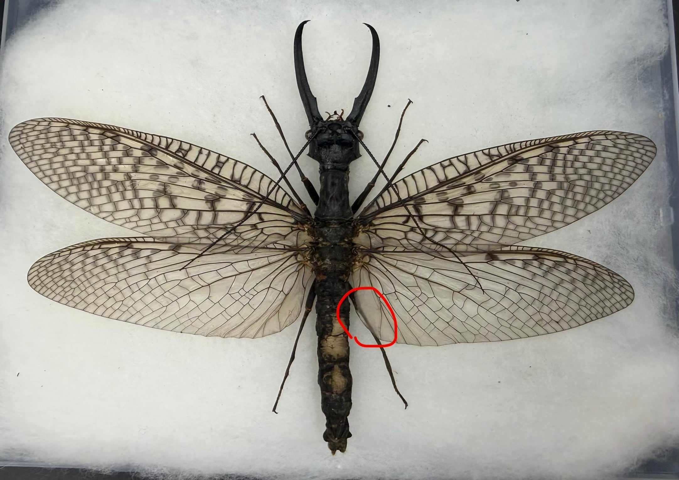 標本】天翅済み《オオキバヘビトンボ 中国産 開翅15cm前後》① | KPW