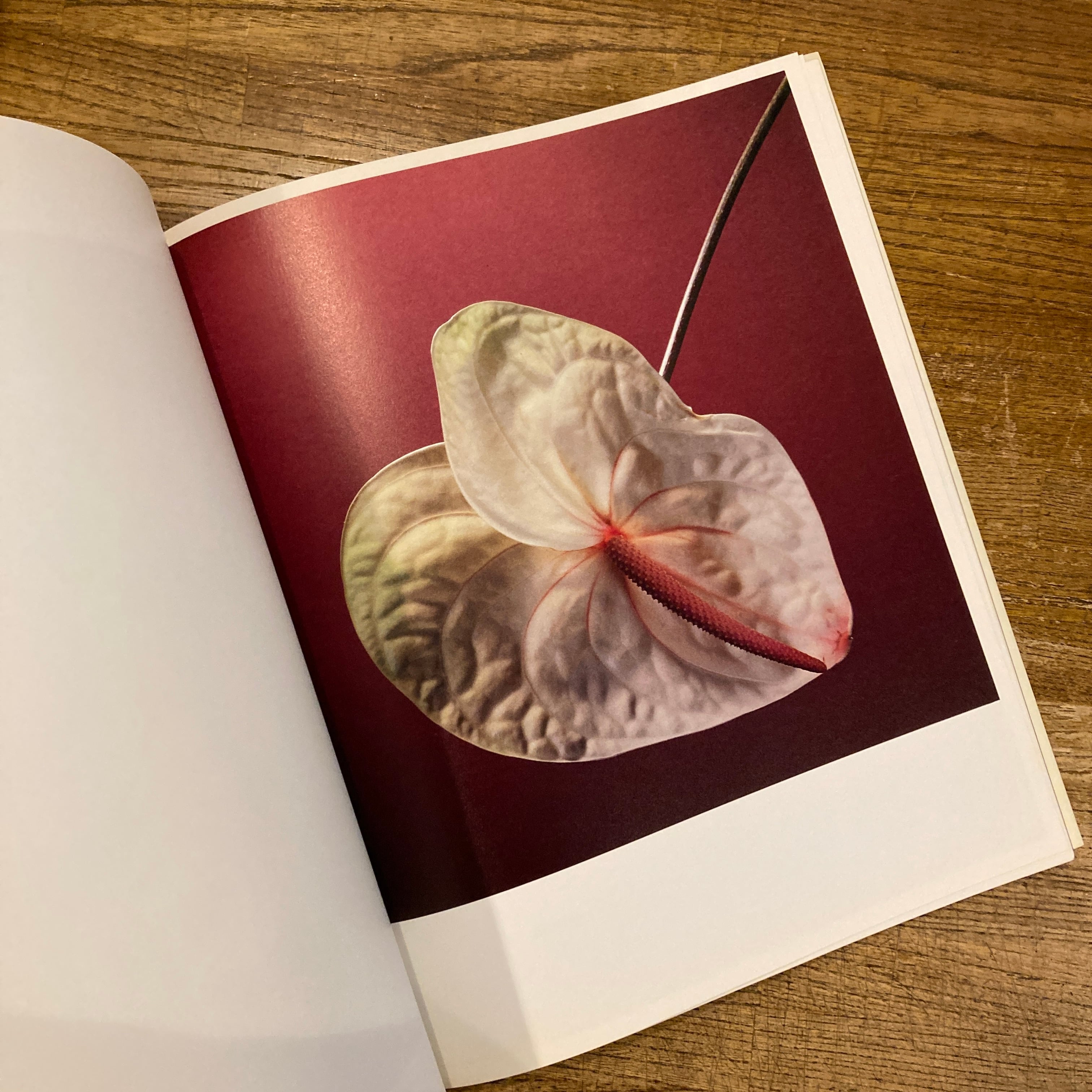 Flowers ロバート・メイプルソープの花 ソフトカバー版 / ロバート