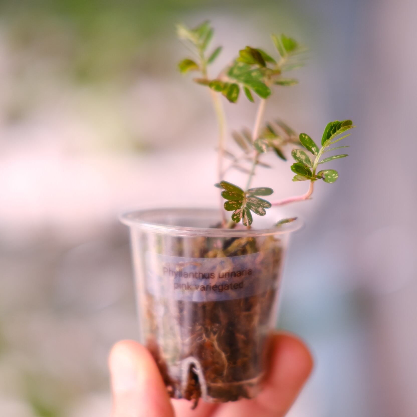 Phyllanthus urinaria 'Pink Variegated' / フィランサス・ウリナリア
