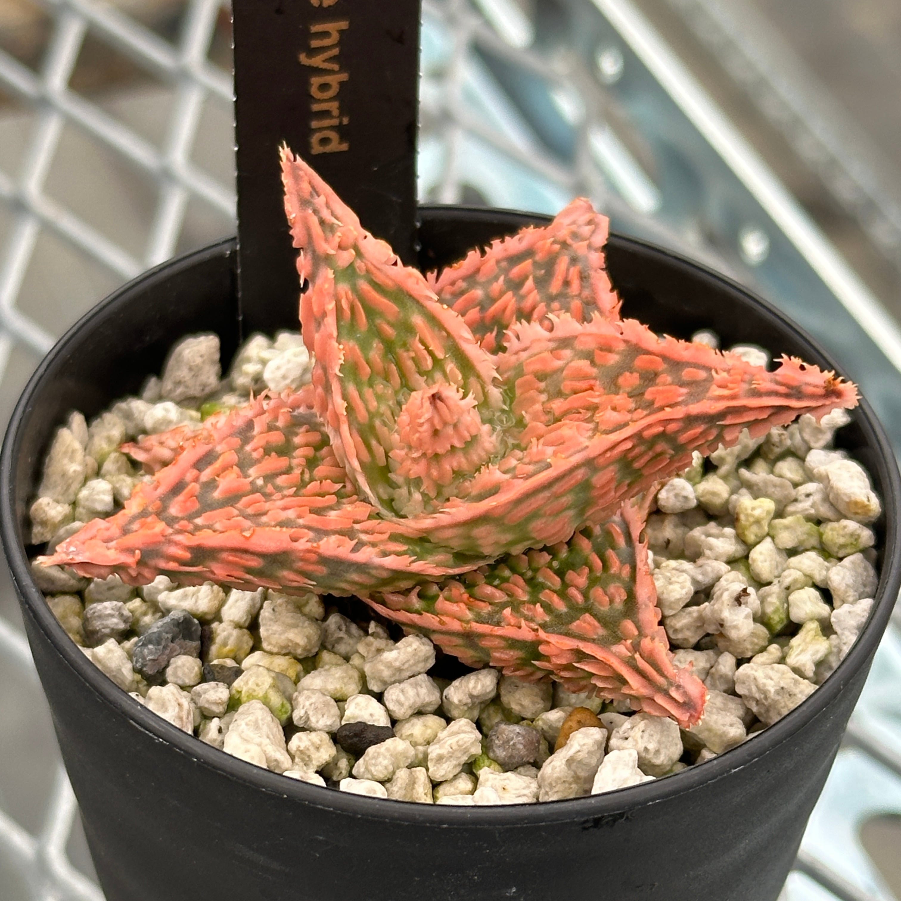 アロエ ハイブリッド Aloe hybrid 第四種 特 まとめパック特上 アロエ