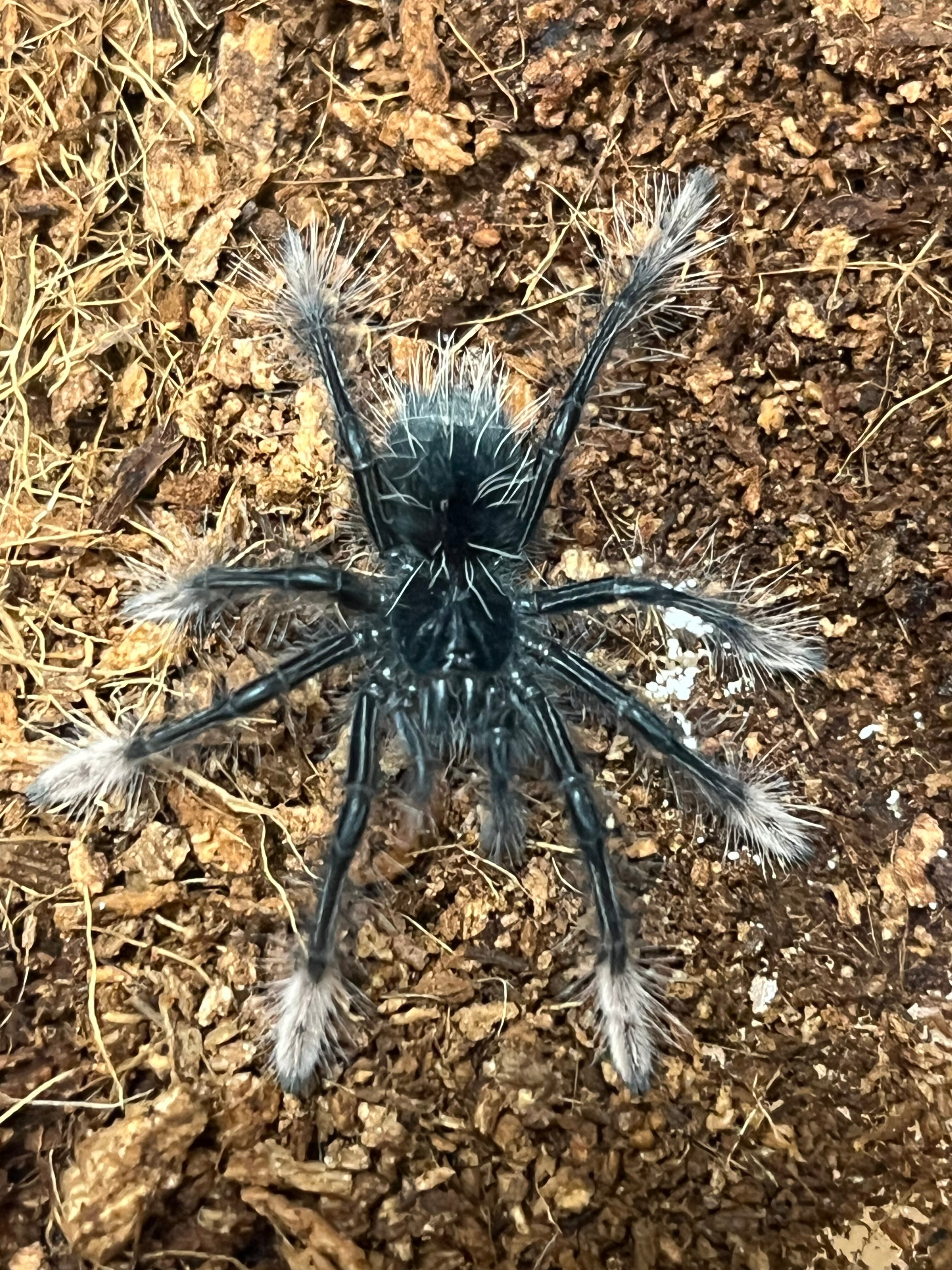 ギネス】ゴライアスバードイータータランチュラ ルブロンオオツチグモ