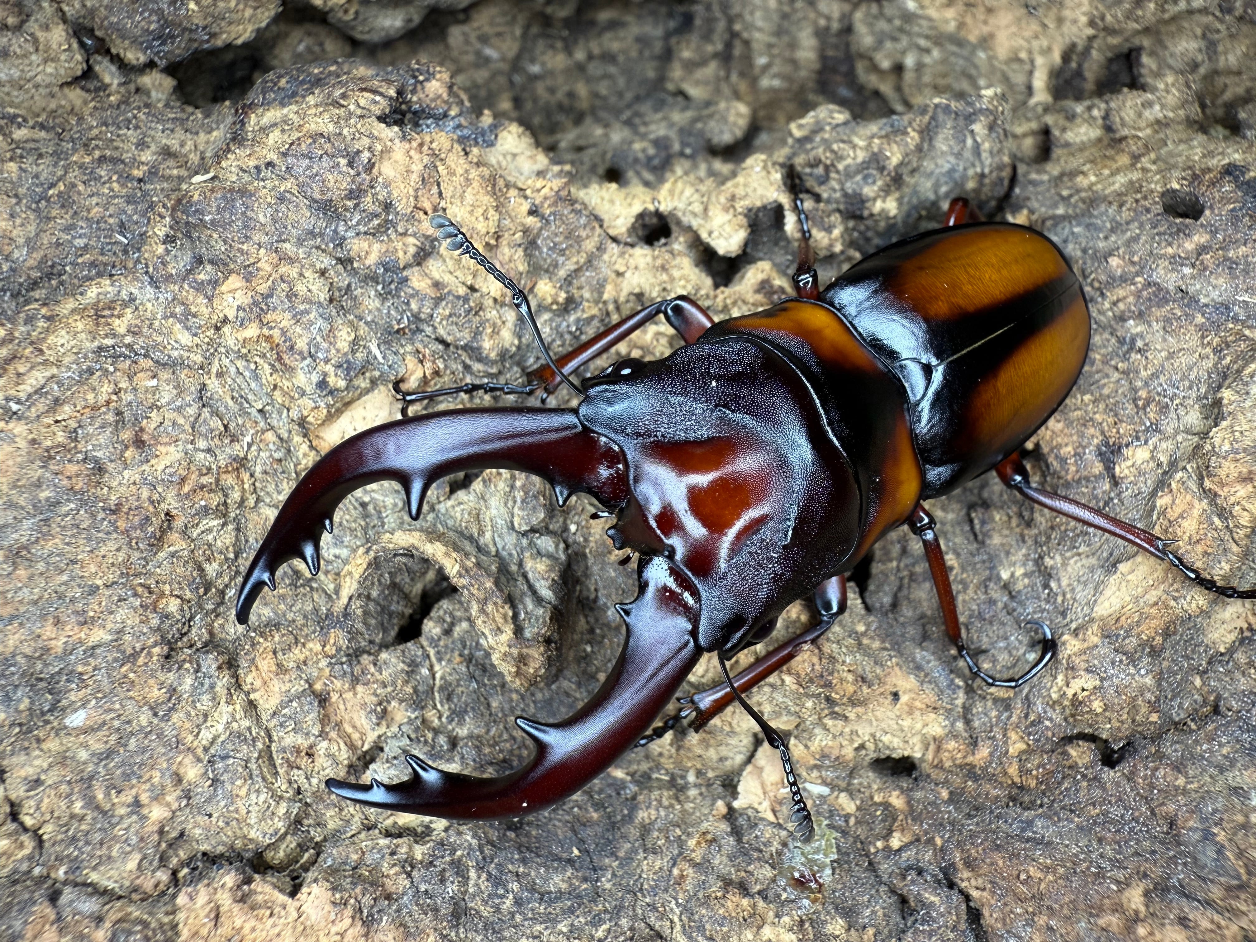 コロンビア産 ラミレスゾウカブト95mm コロンビア産 ラミレス