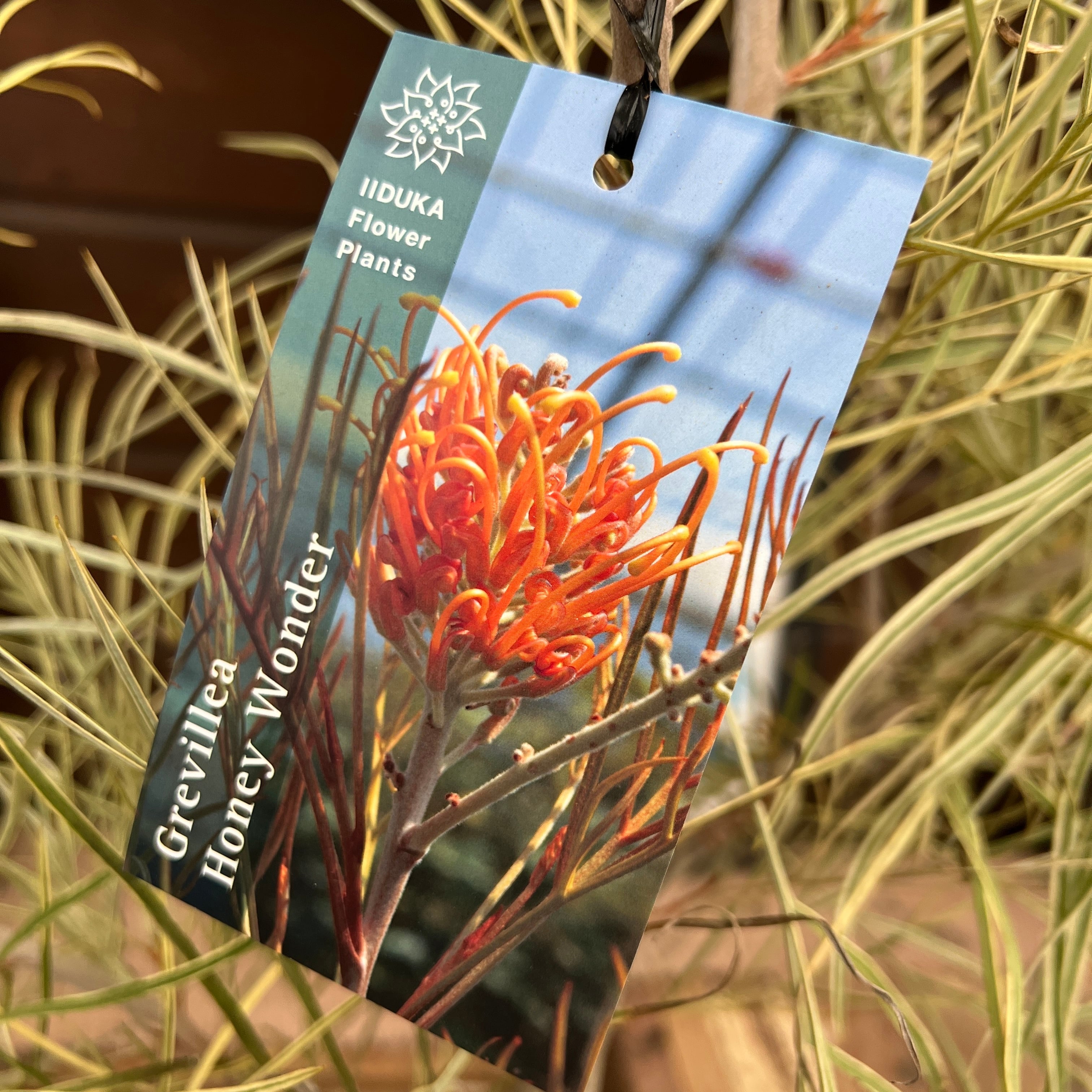 グレビレア ハニーワンダー | 沼ノ上農園