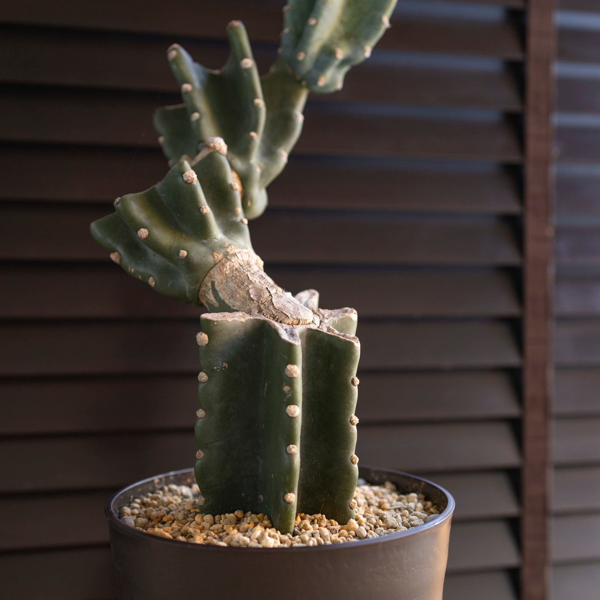 越冬済 柱サボテン 鬼面角 発根 ドライガーデン ブランチ サボテン