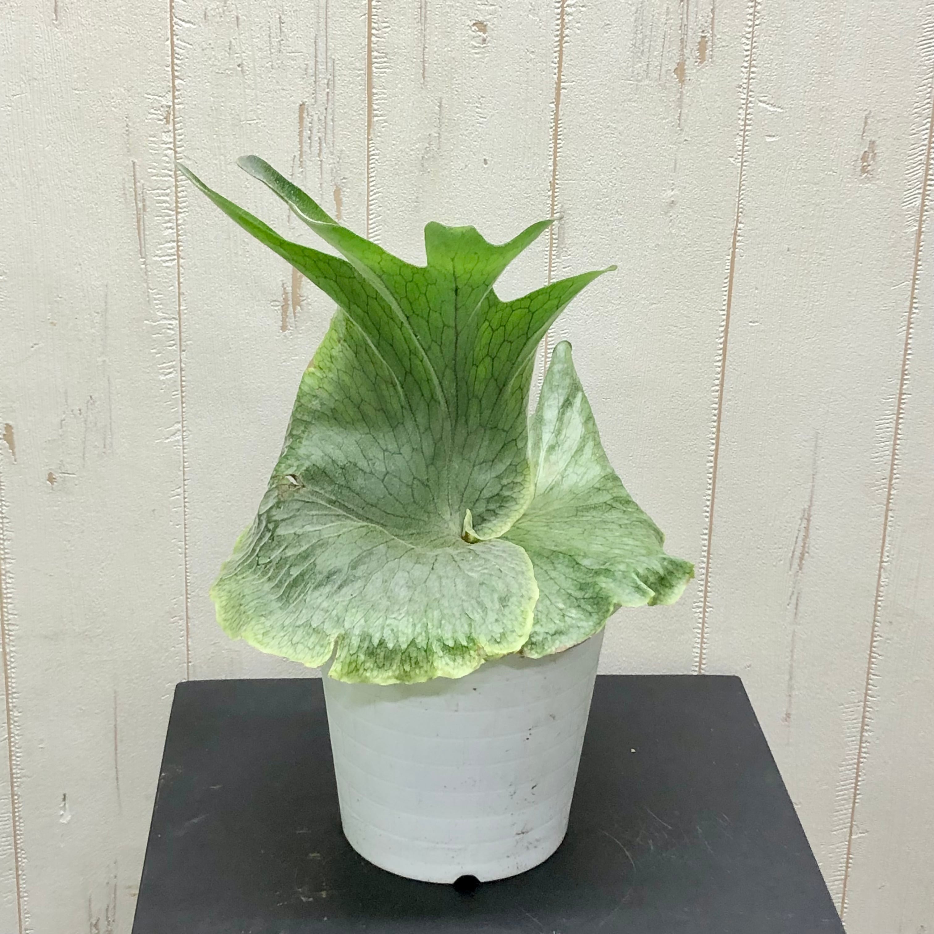 ビカクシダ グランデ Platycerium grande 5号 | PLANTS SHOP OLIVE