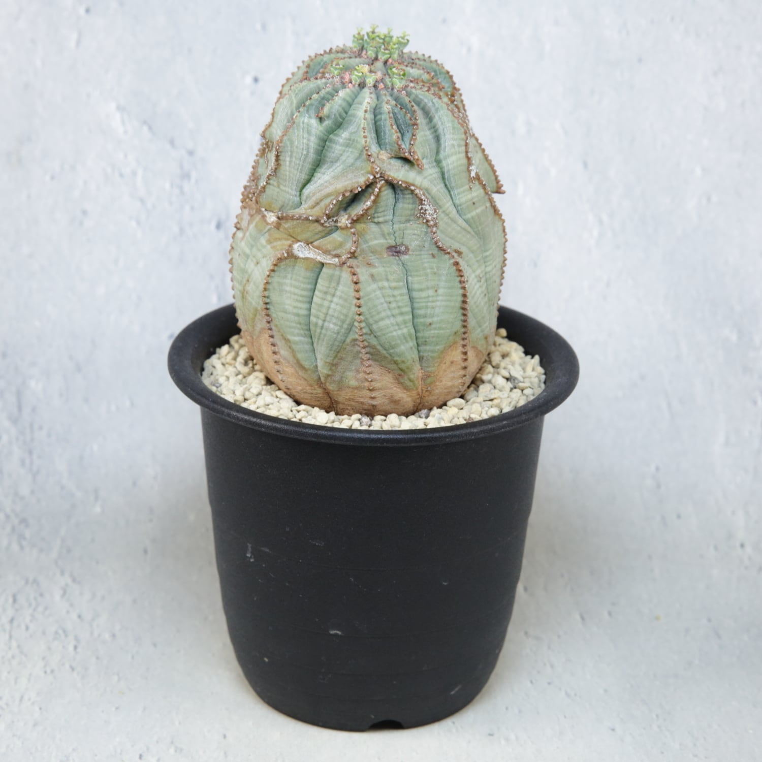 子吹きバリダ【モンスト】ユーフォルビア/綴化 オベサ ホリダ オベサ綴