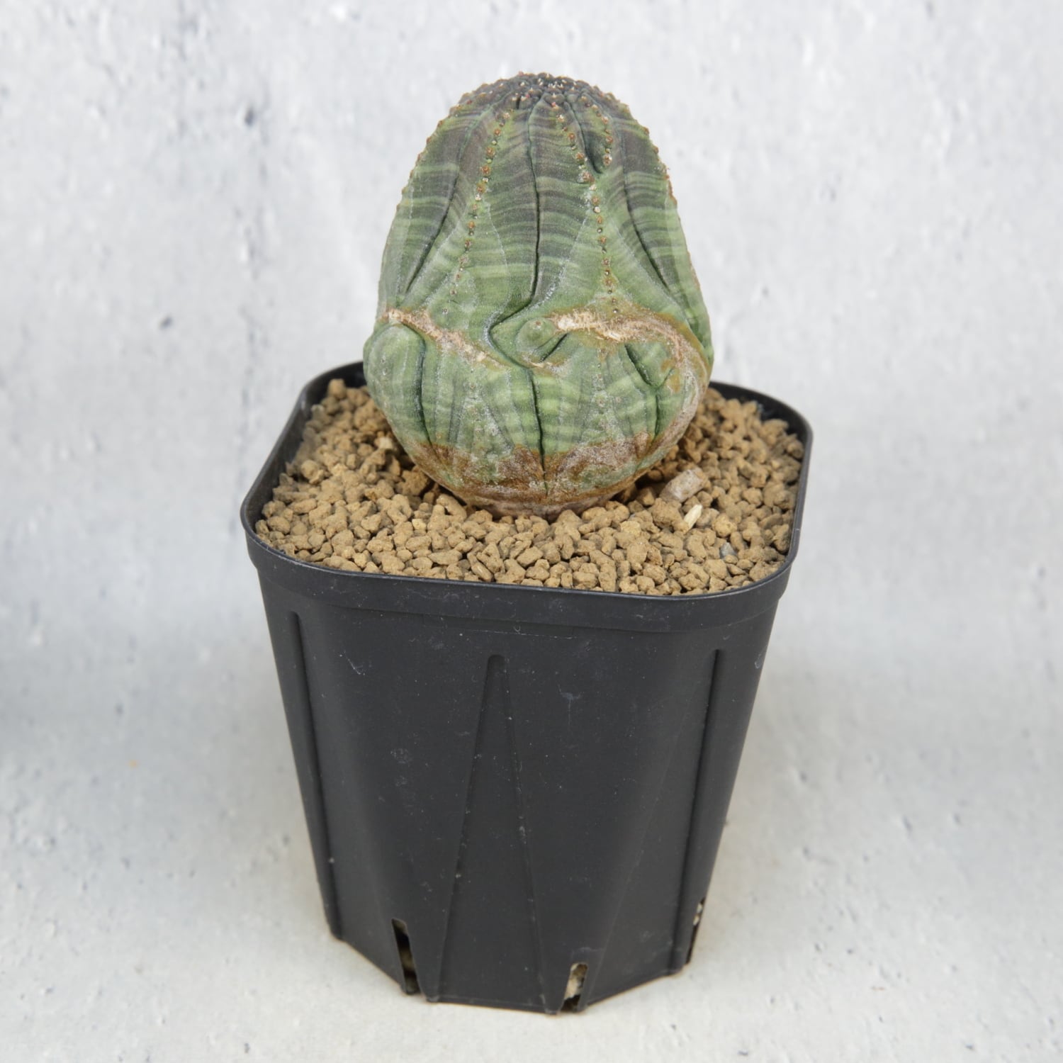 変則捻じれ モンスト オベサ / ユーフォルビア | LIGHTHOUSE.PLANTS