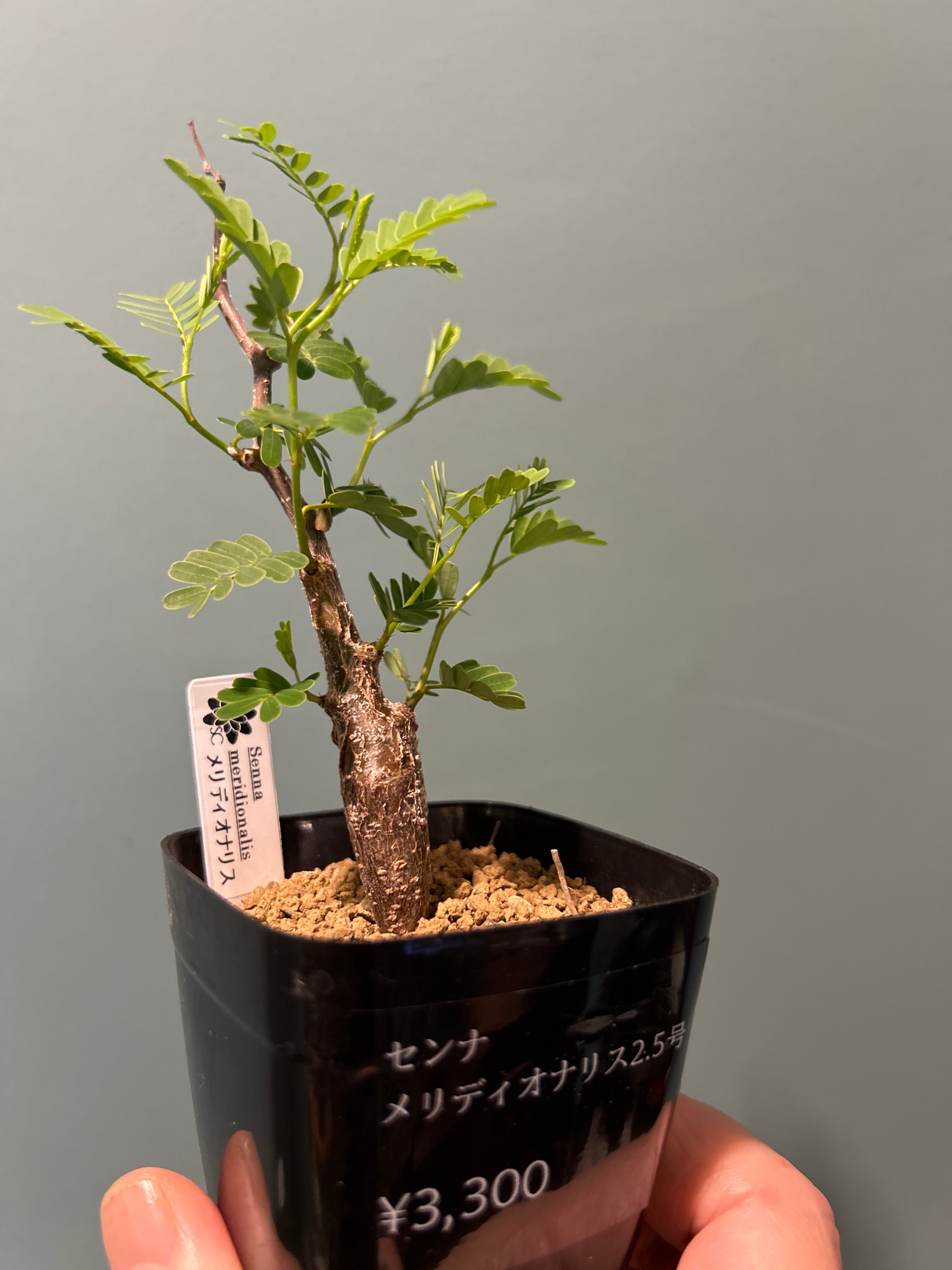 センナ メリディオナリス2.5号 | 植物との暮らし apricot