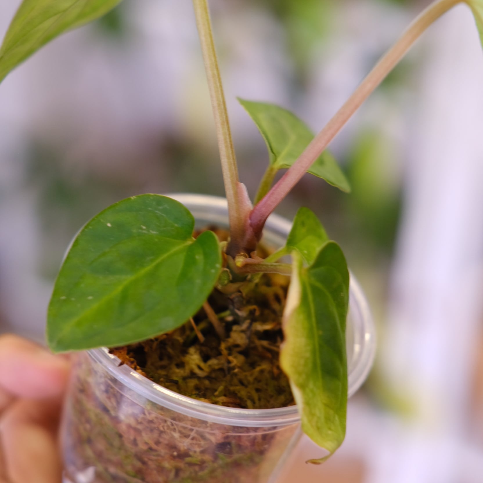 Anthurium kunayalense × A.zara Michelle / アンスリウム