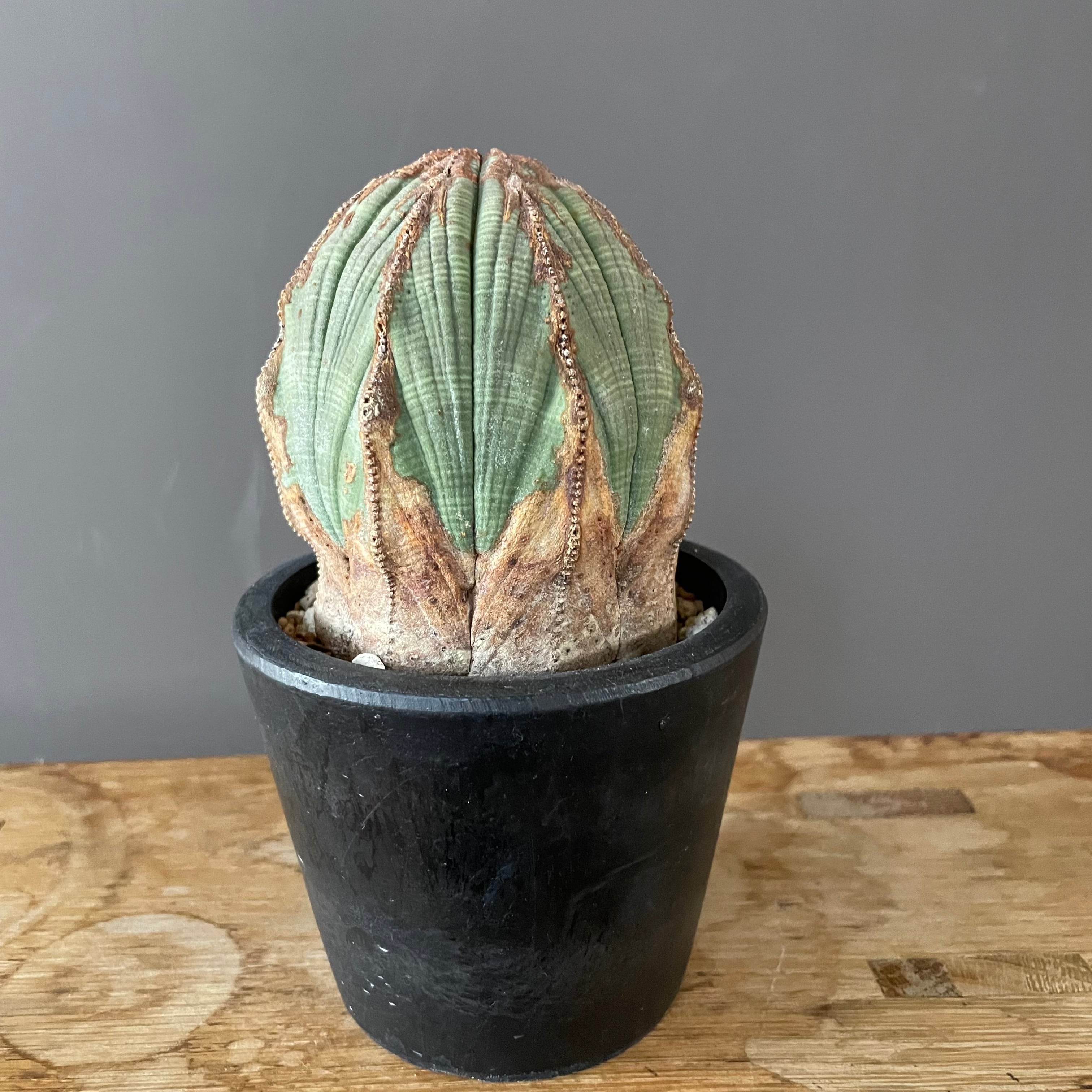 人気品種】群生木質化ユーフォルビア バリダ ホリダ オベサ 子吹き