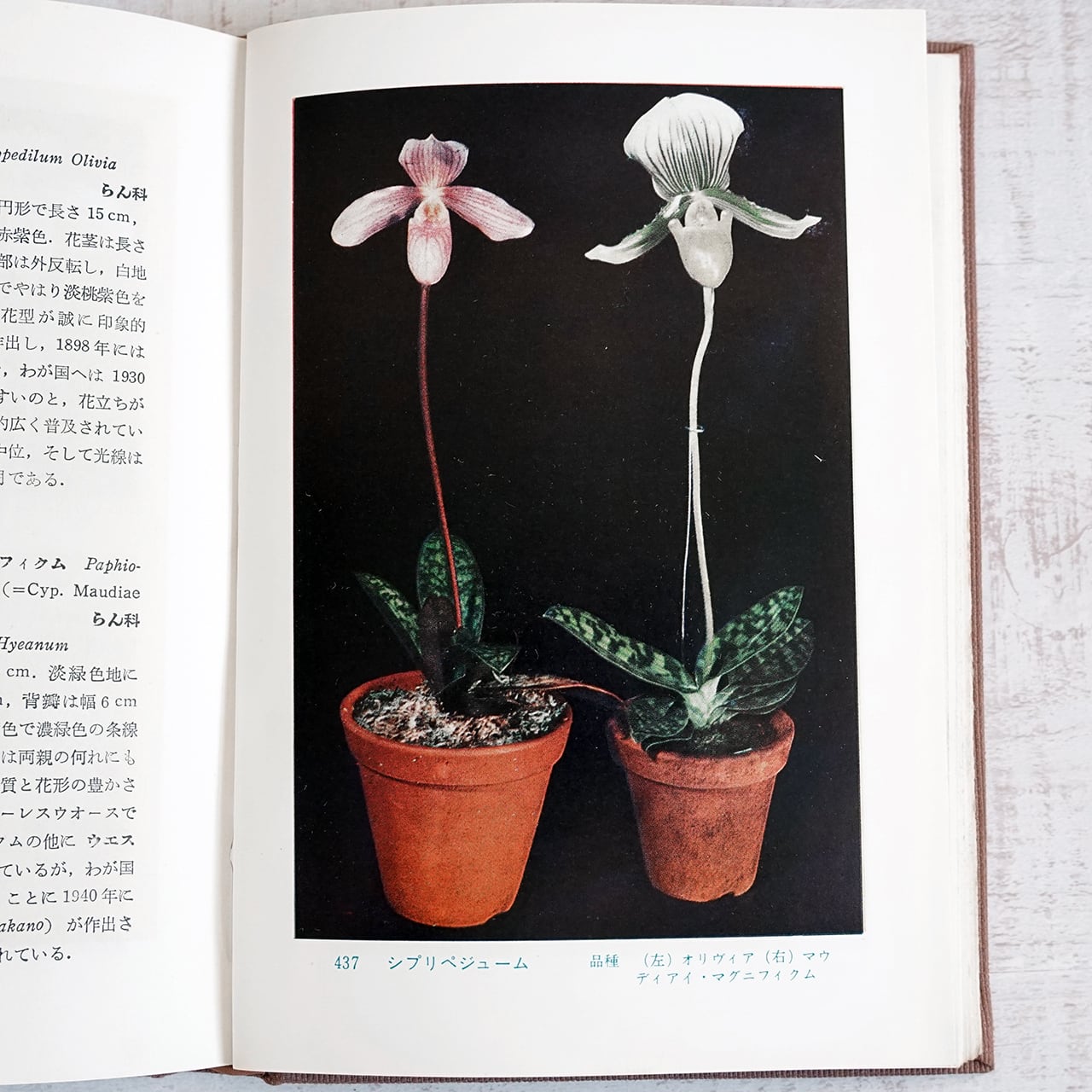 原色園芸植物図譜(4巻揃) 石井勇義・穂坂八郎編 | タイムカプセル