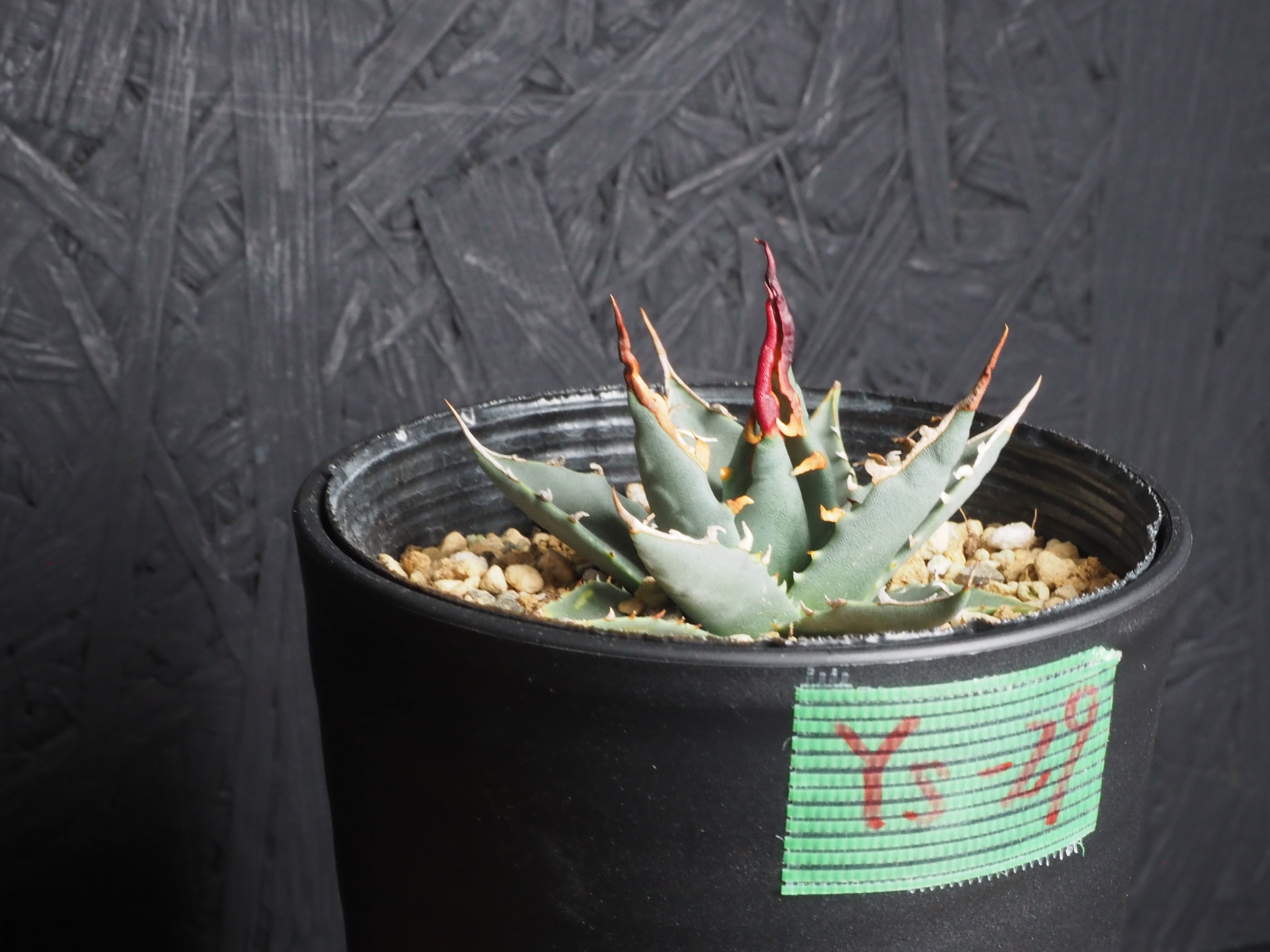 選んで購入」エボリスピナ『陽炎』～極上国内実生株選抜／Ys-29