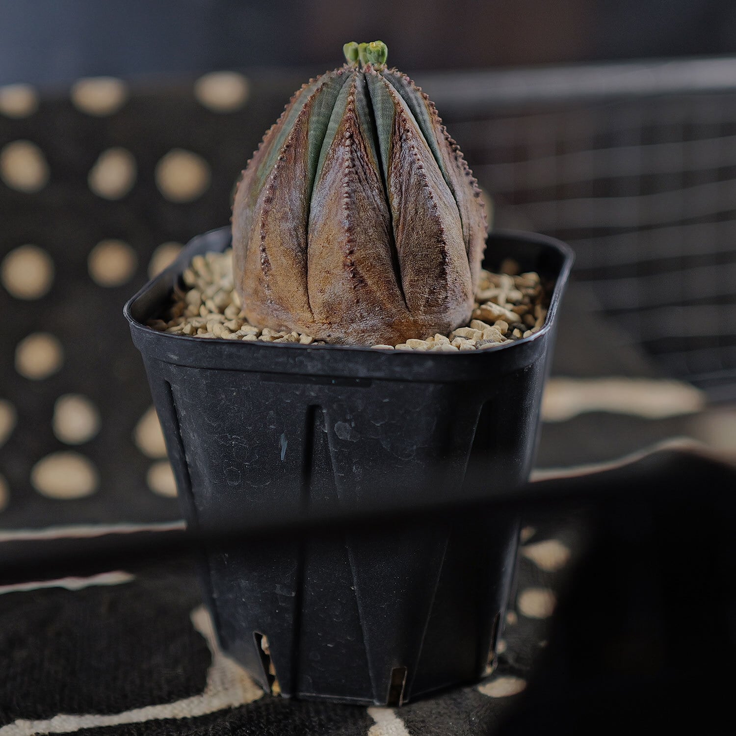 オス株 木質化 美模様 オベサ / ユーフォルビア | LIGHTHOUSE.PLANTS