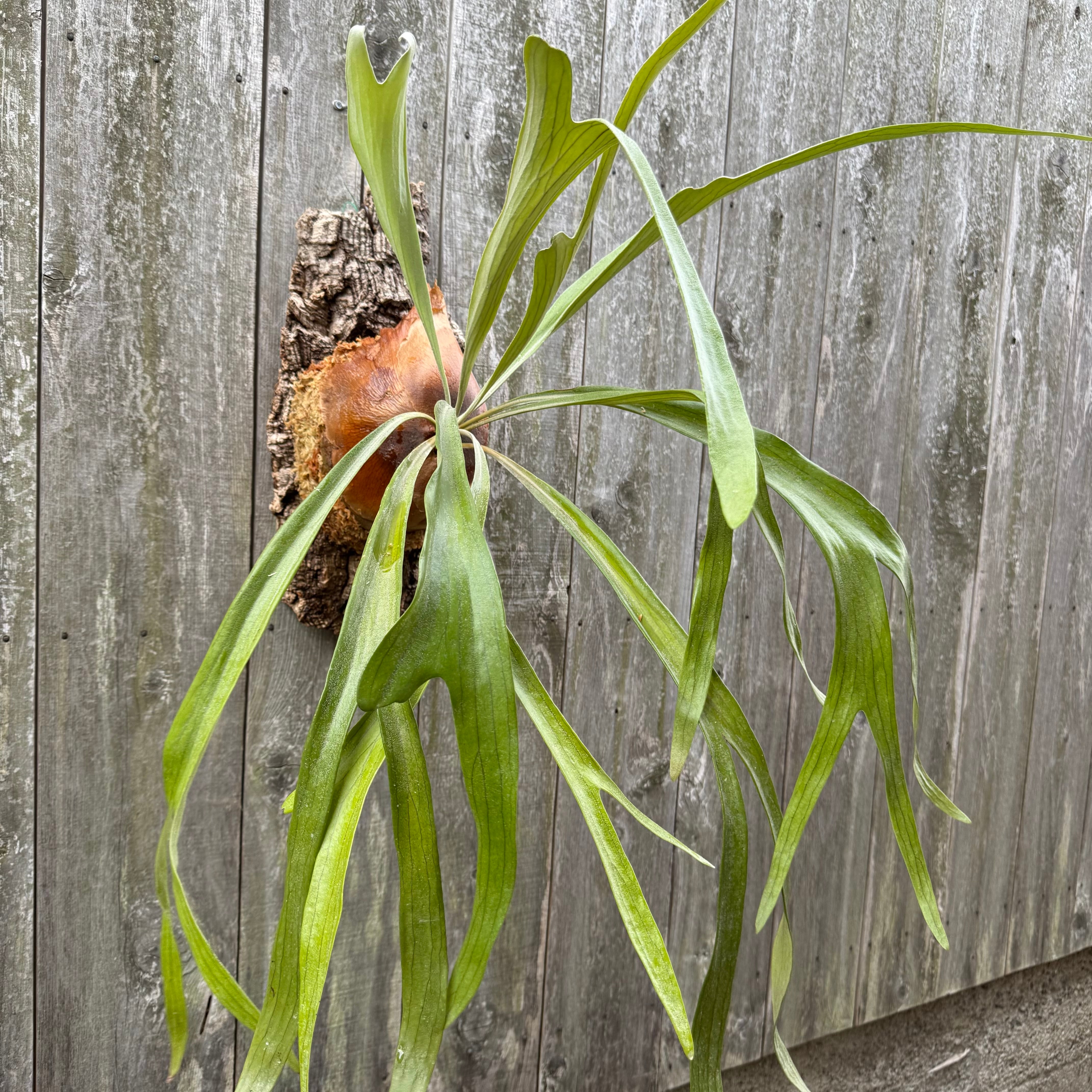 3face5a24e6ab19b6b036eac4edc7e