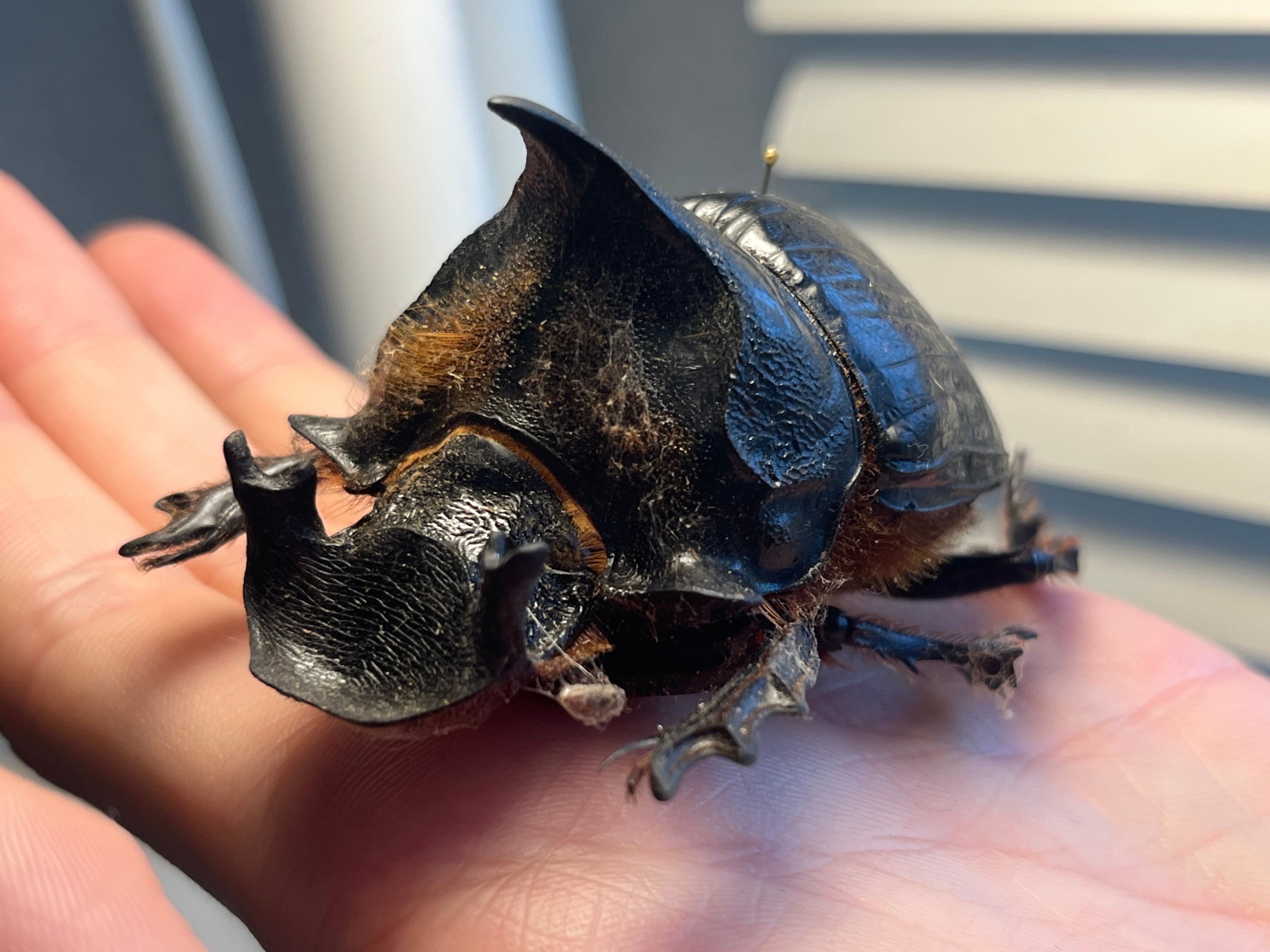 糞虫最大種】テイオウナンバンダイコクコガネムシ ♂65mm フンチュウ