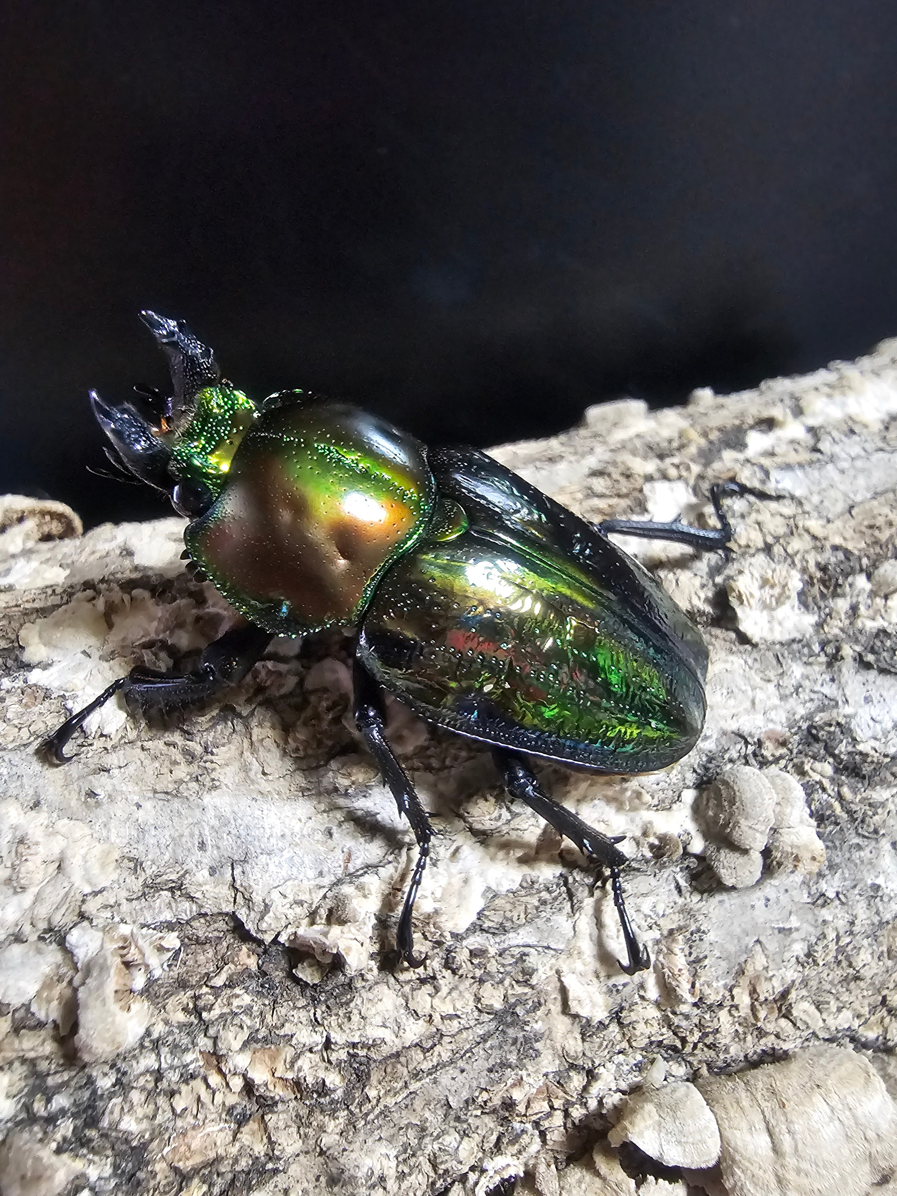 ブル−！※貴重種※極太短歯ニジイロクワガタ♂野外標本 ブル−！※貴重種