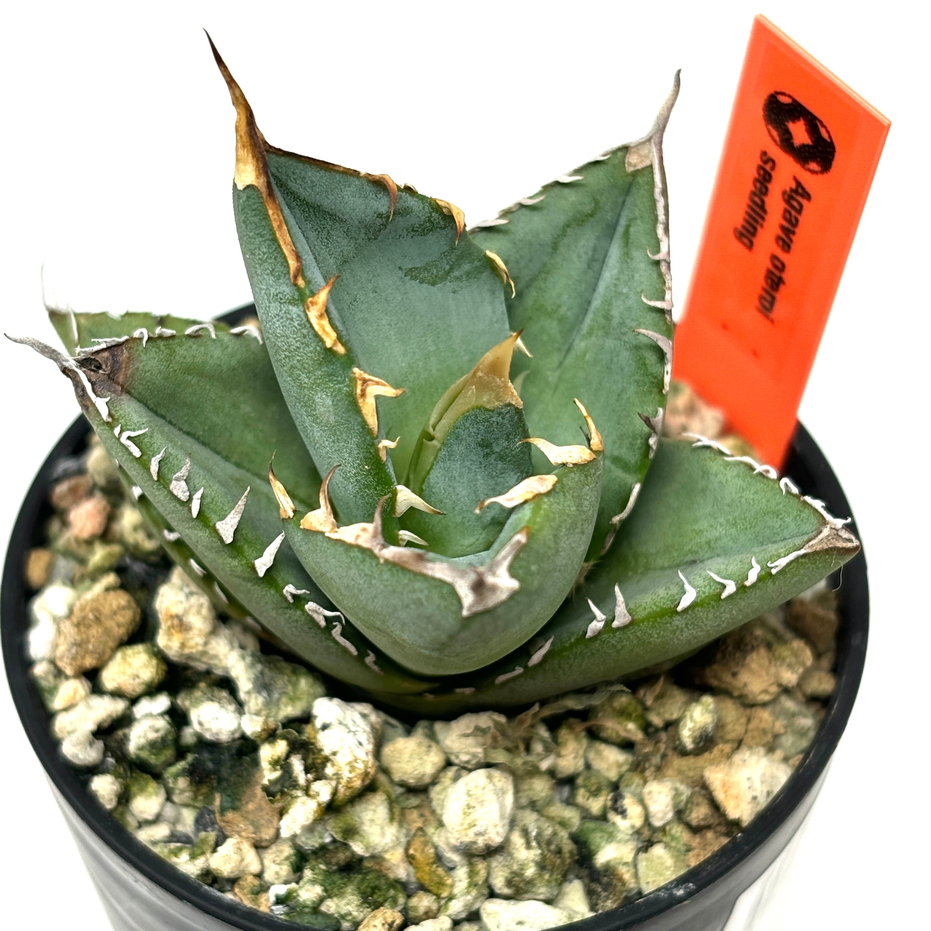 アガベ オテロイ実生 抜き苗発送 【公式通販】