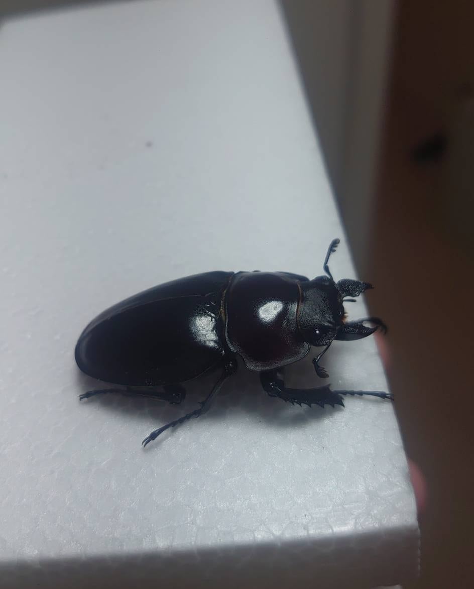 大歯】ヤエヤママルバネクワガタ西表島大見謝 ペア ♂55.1mm・♀45.9