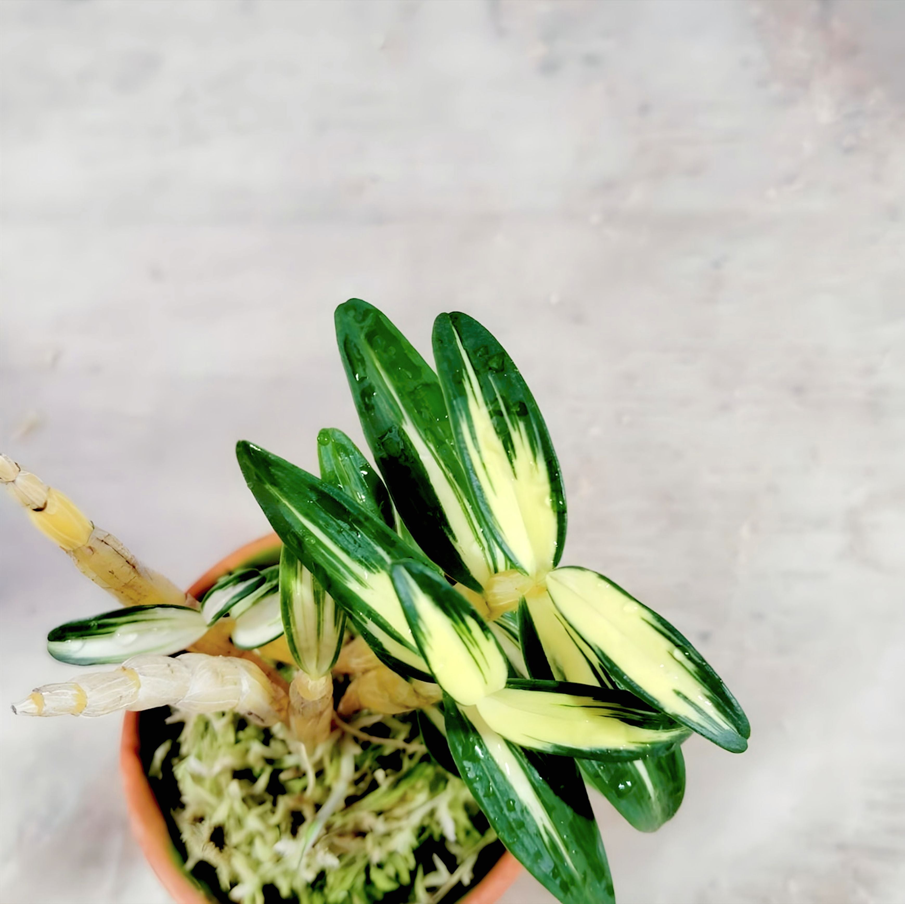 セッコク 長生蘭 富貴の光 | COCORO