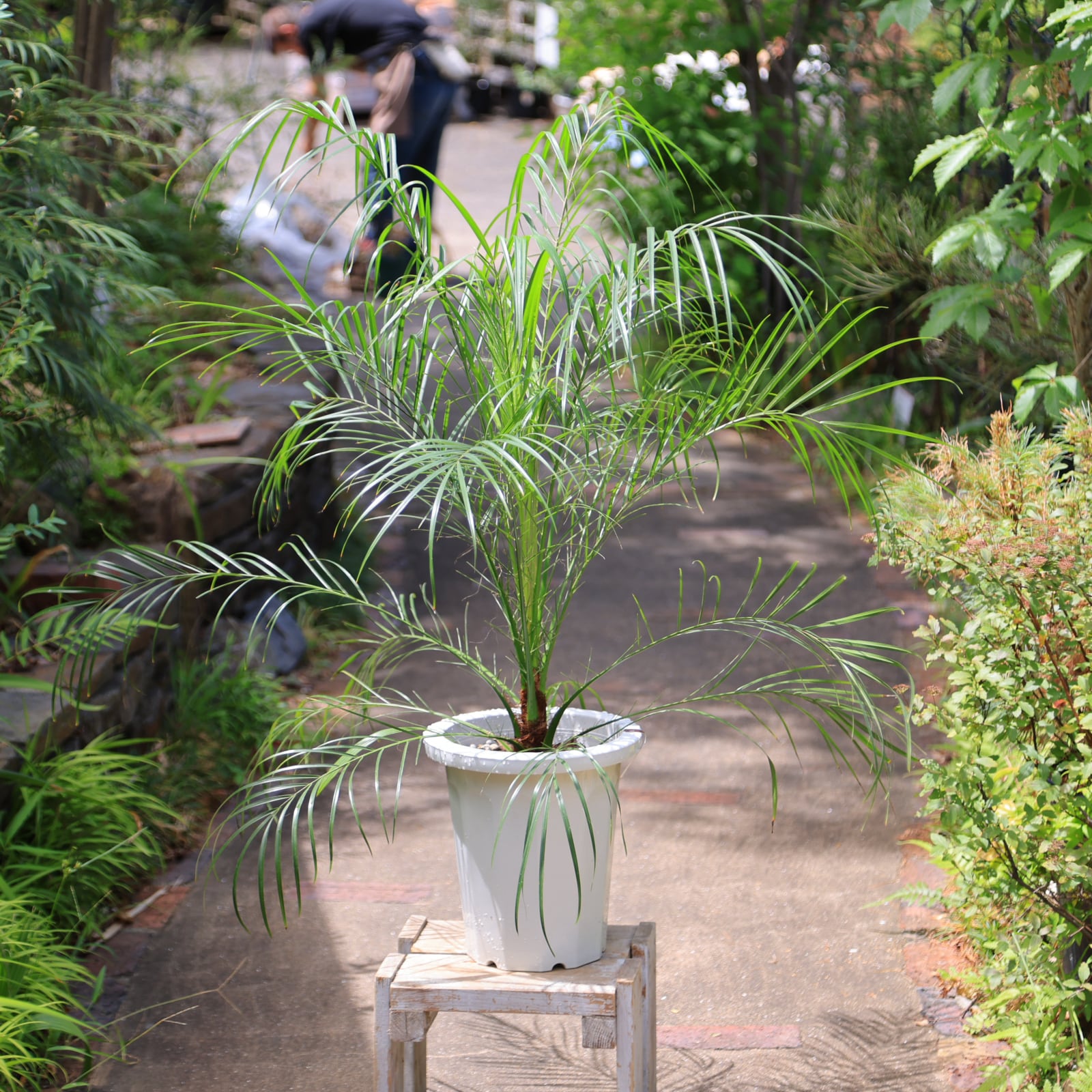 フェニックス ロべ ロベレニー シンノウヤシ 椰子の木 ヤシの木 椰子