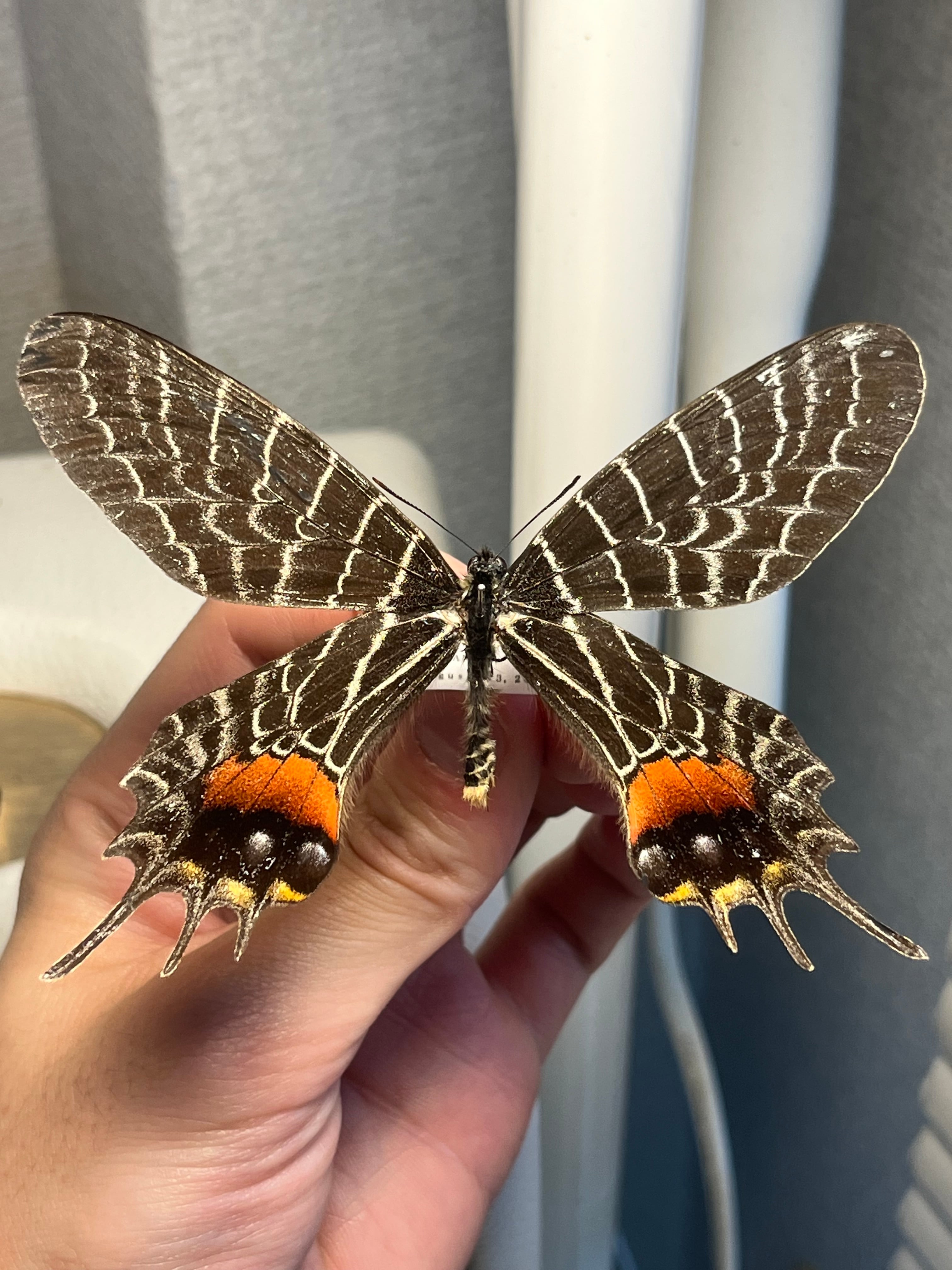 蝶・蛾 | オモニキチュウ