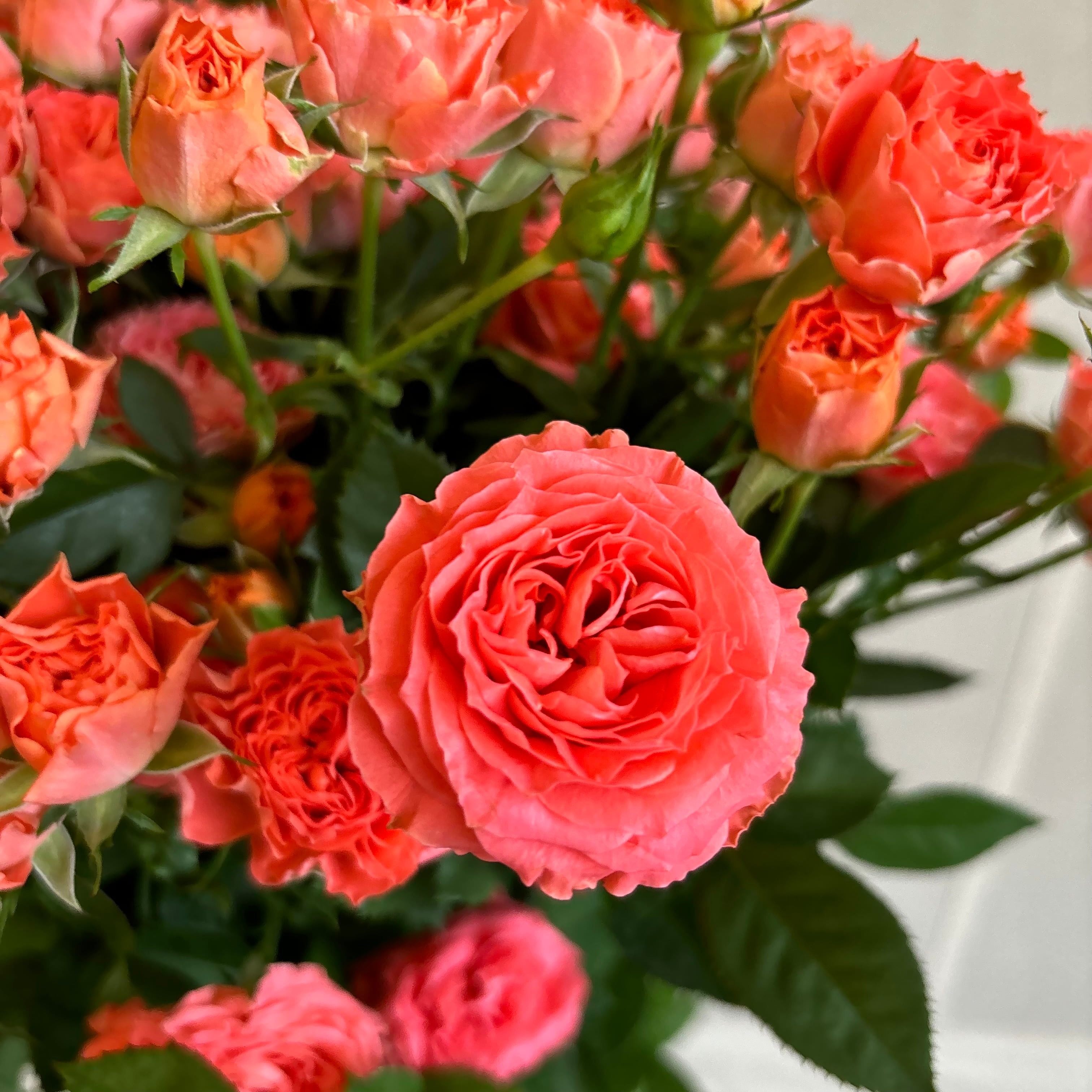 FINEROSE ☆SPバラ 品種名：トリックオアトリート | 新鮮