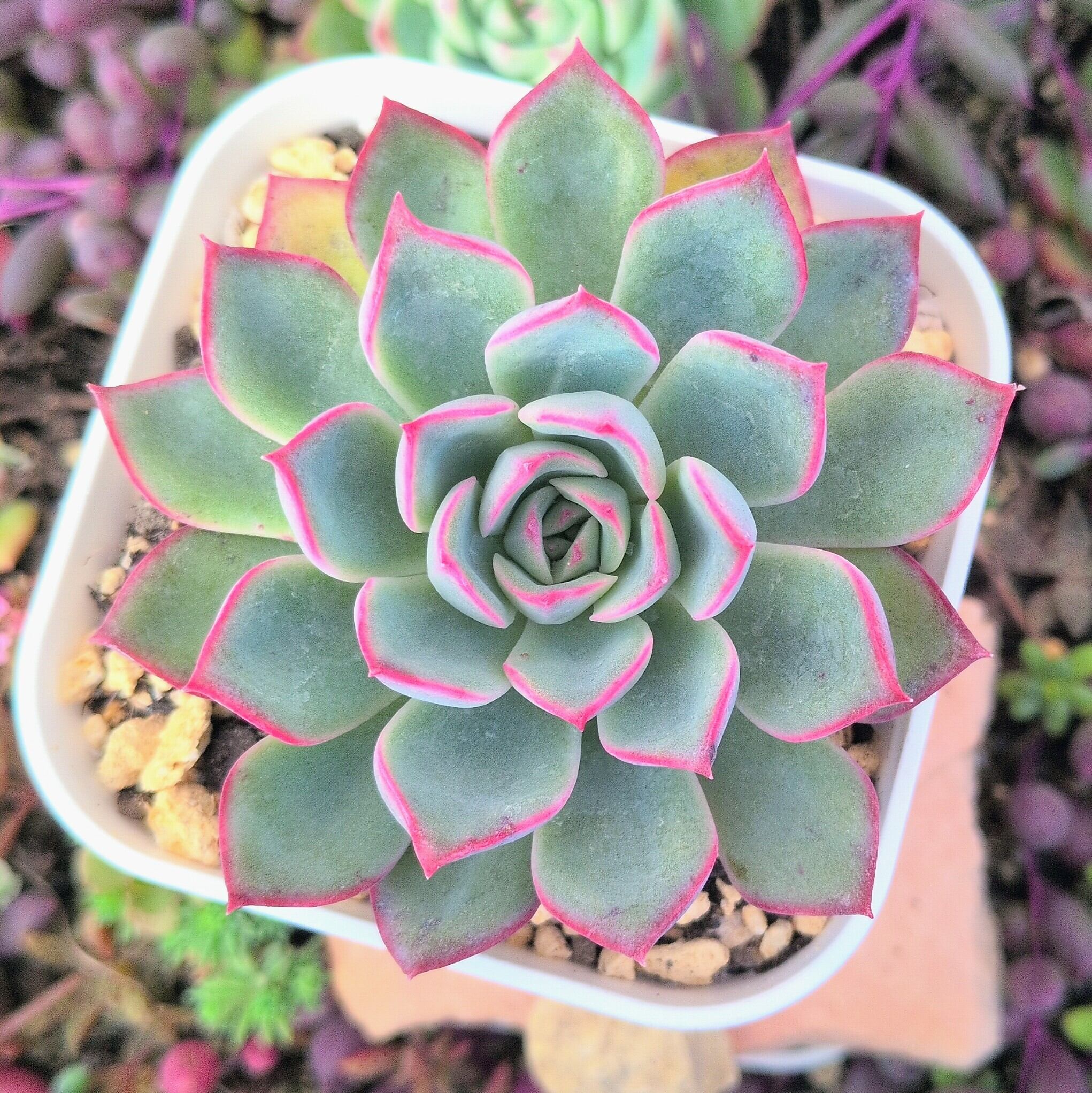 多肉植物のネットショップ ST Farm