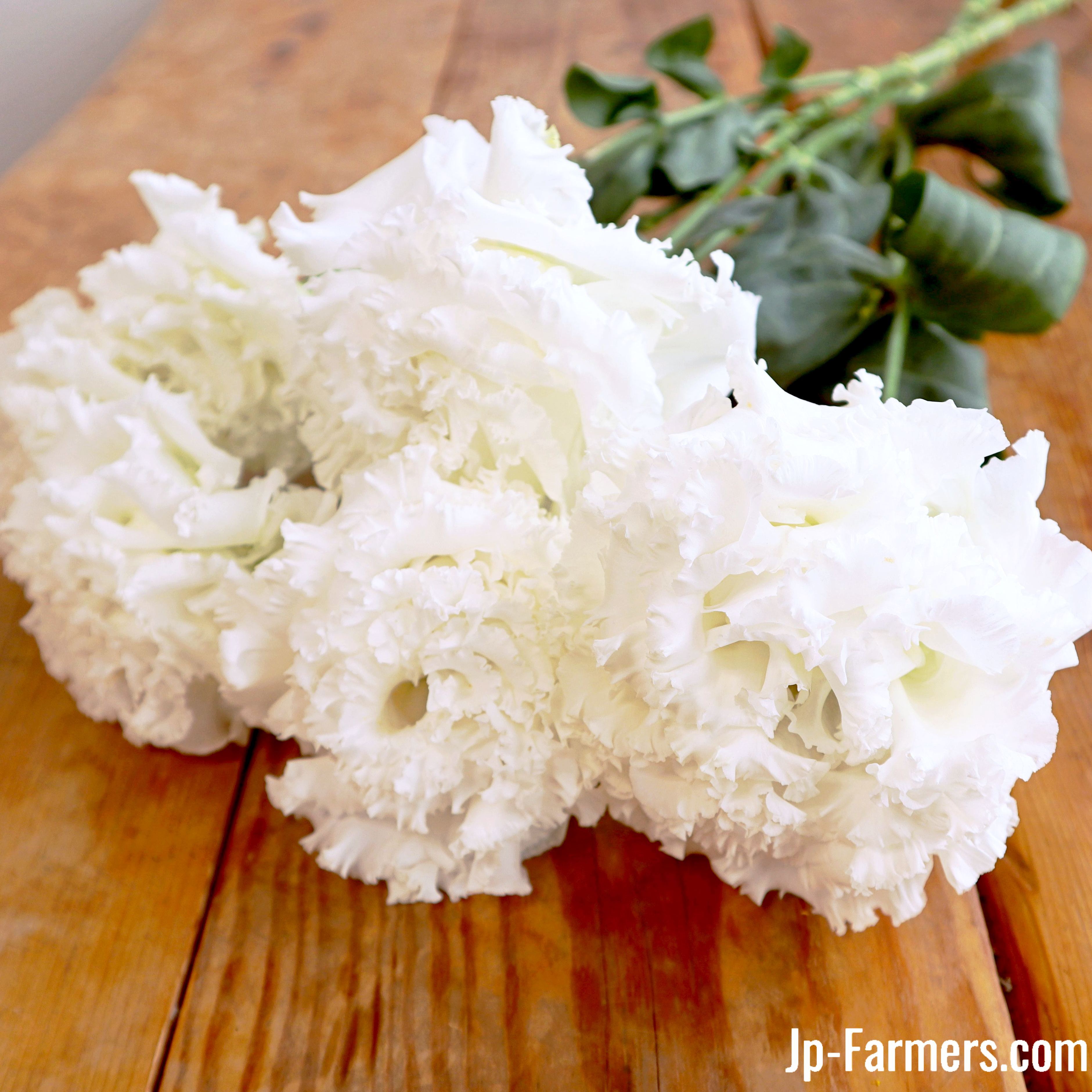 送料無料 JP-Farmersが贈る 定期便 トルコキキョウ 大輪白色（品種