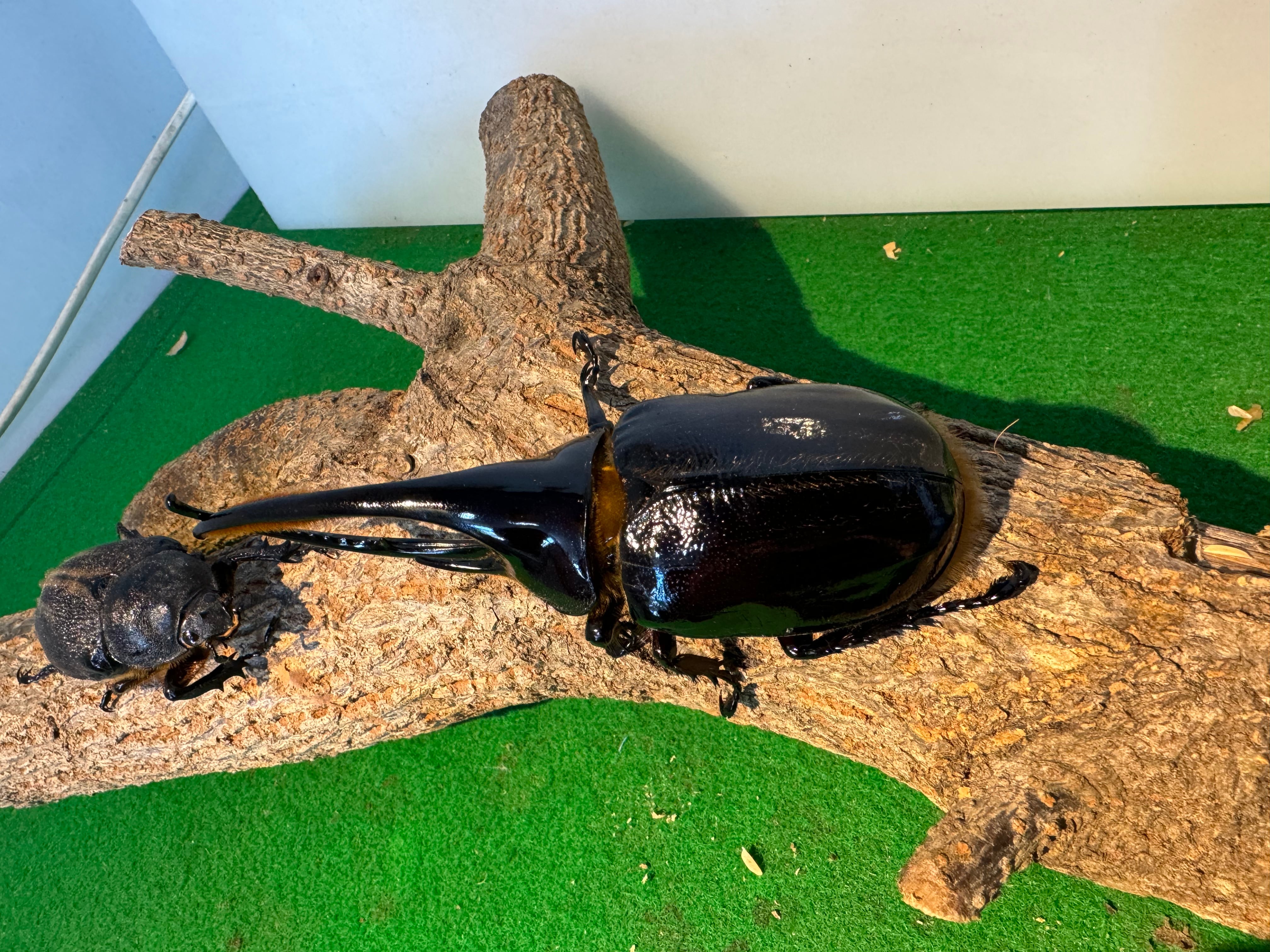 ⑨☆クリスマス☆ネプチューンオオカブト （ペア） | 鹿児島ヘラクレス工場