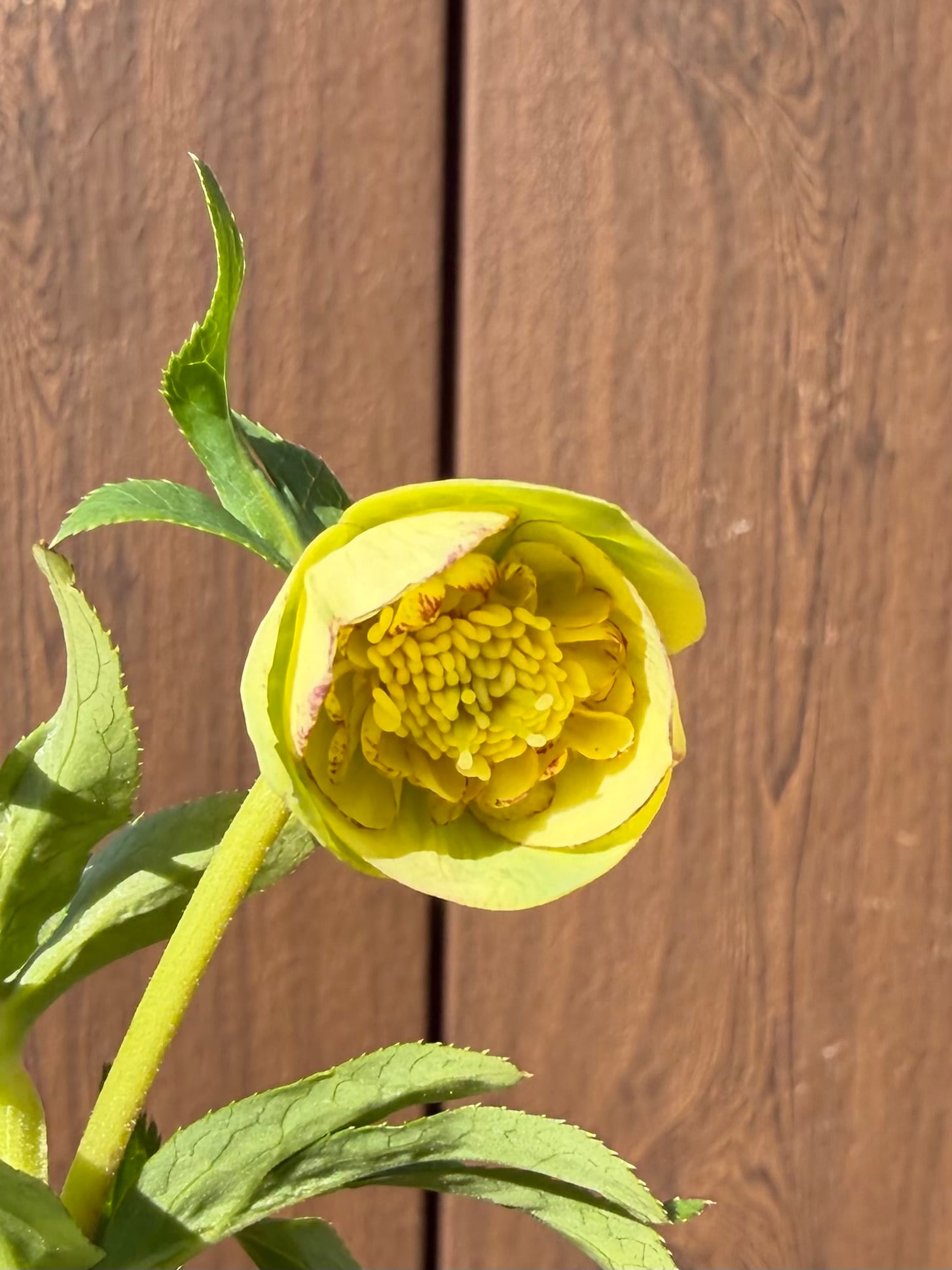 ムルチ系オーレアsd 大木ナーサリー クリスマスローズ【Og23】送料無料