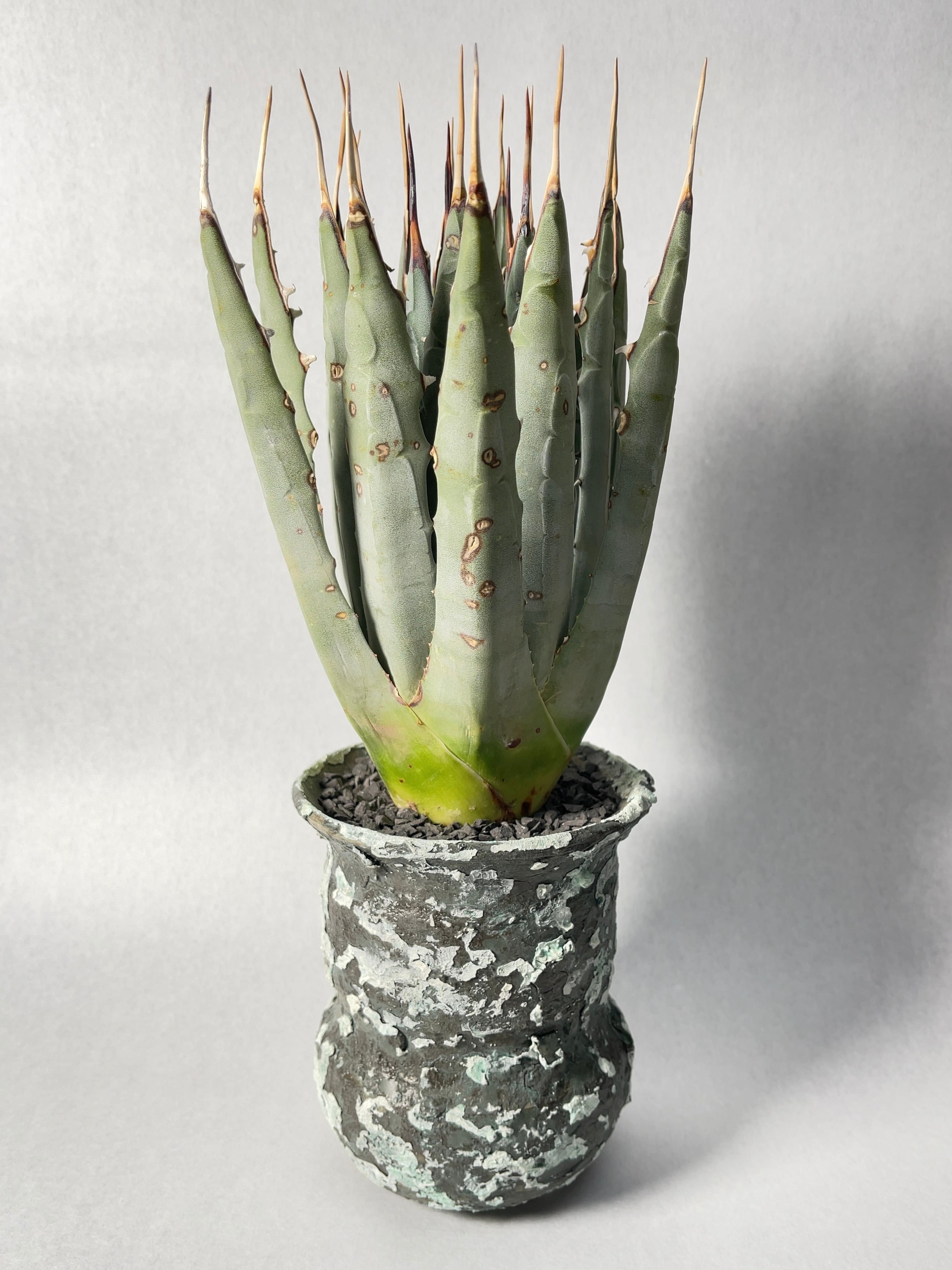 アガベ・ユタエンシス | trigger