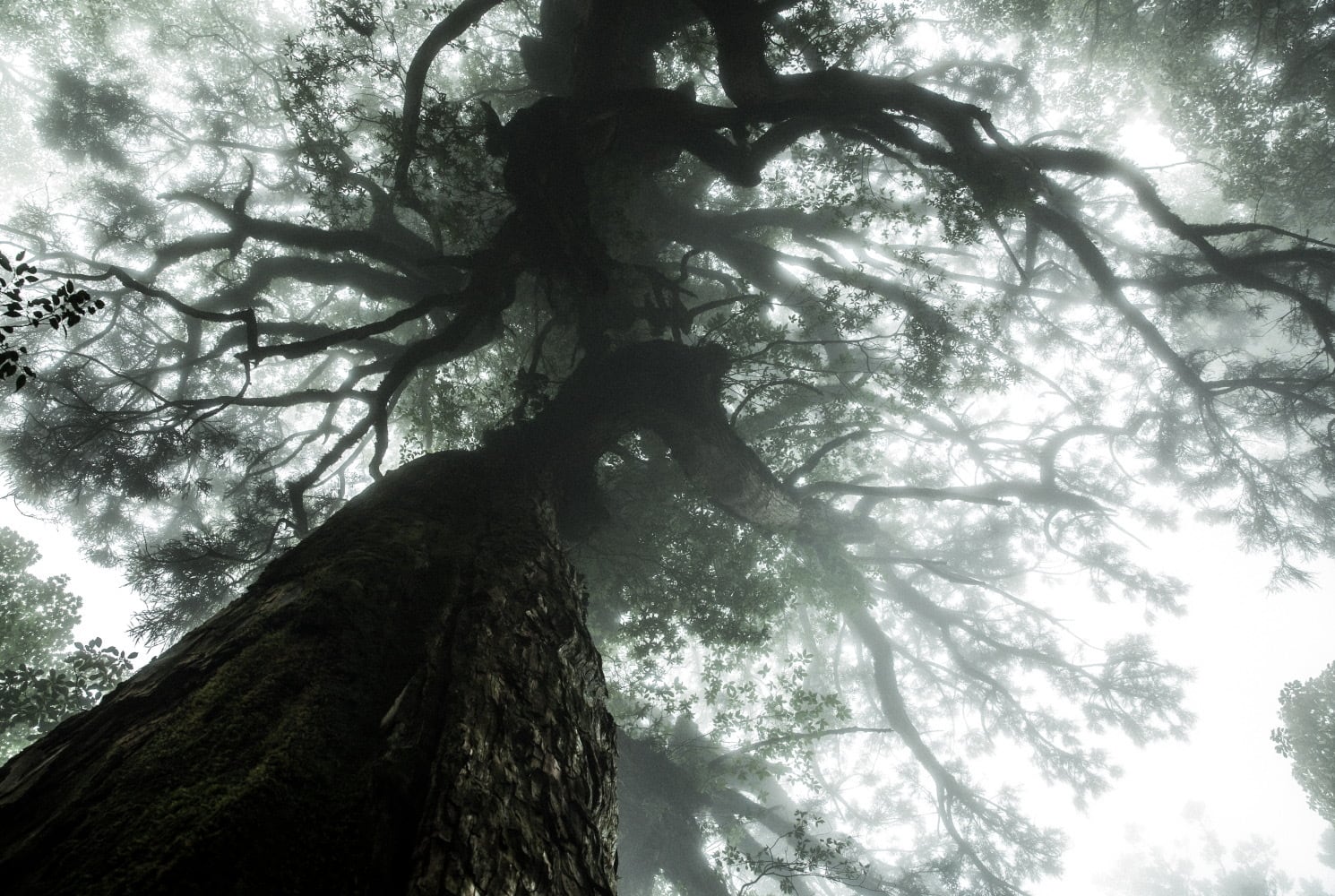 送料無料] 屋久島ポストカード8枚セット | Kilty BOOKS / SAUNTER Magazine