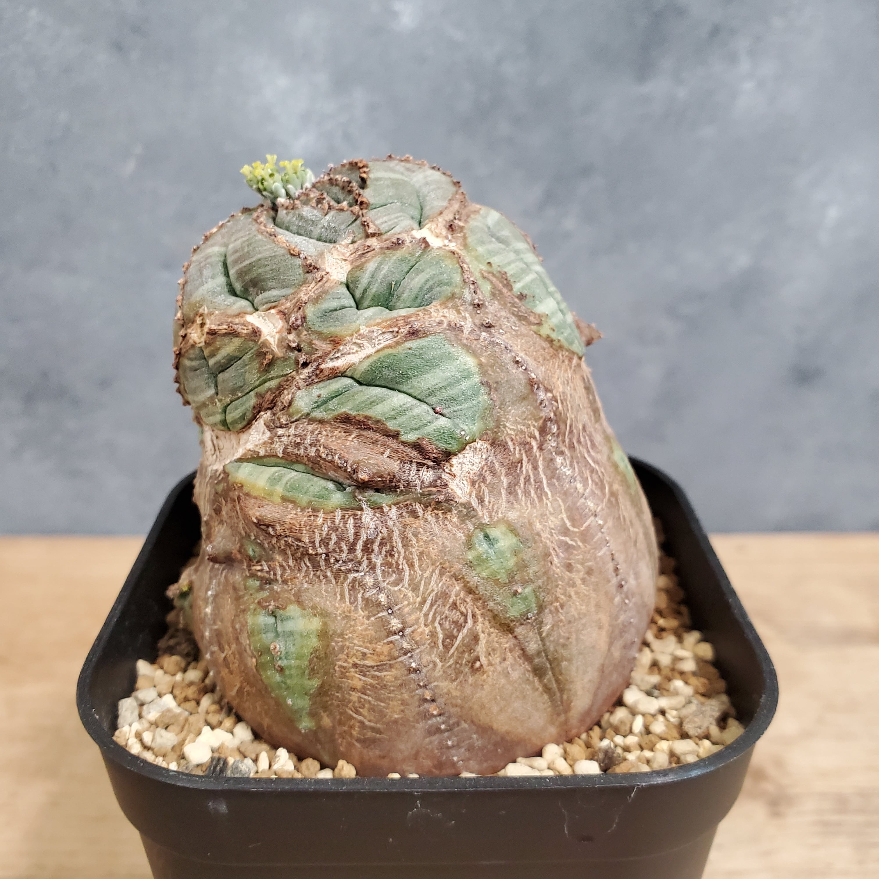 大株モンスト!!】メス株 Euphorbia Obesa ユーフォルビア オベサ 木質