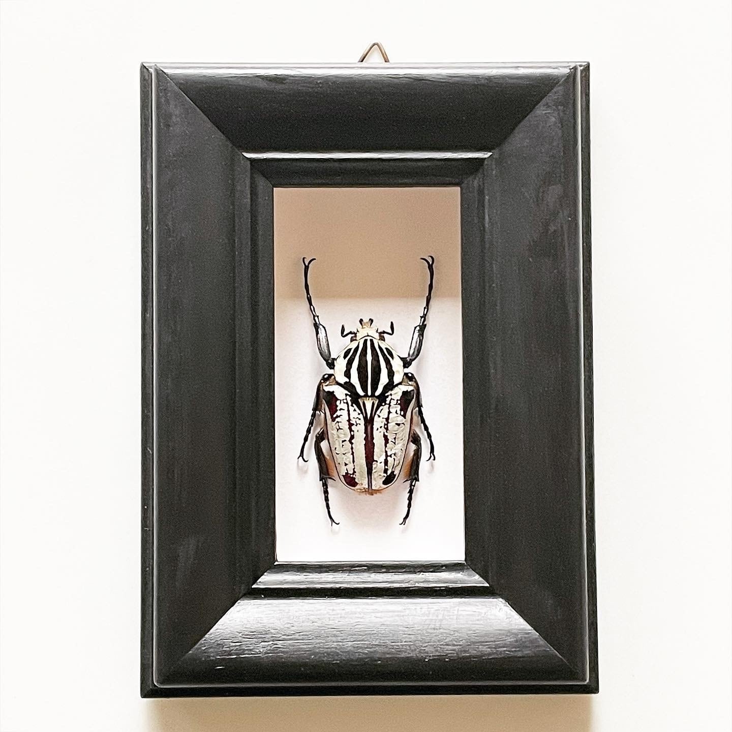 ゴライアスオオツノハナムグリ 昆虫標本 | 地球屋