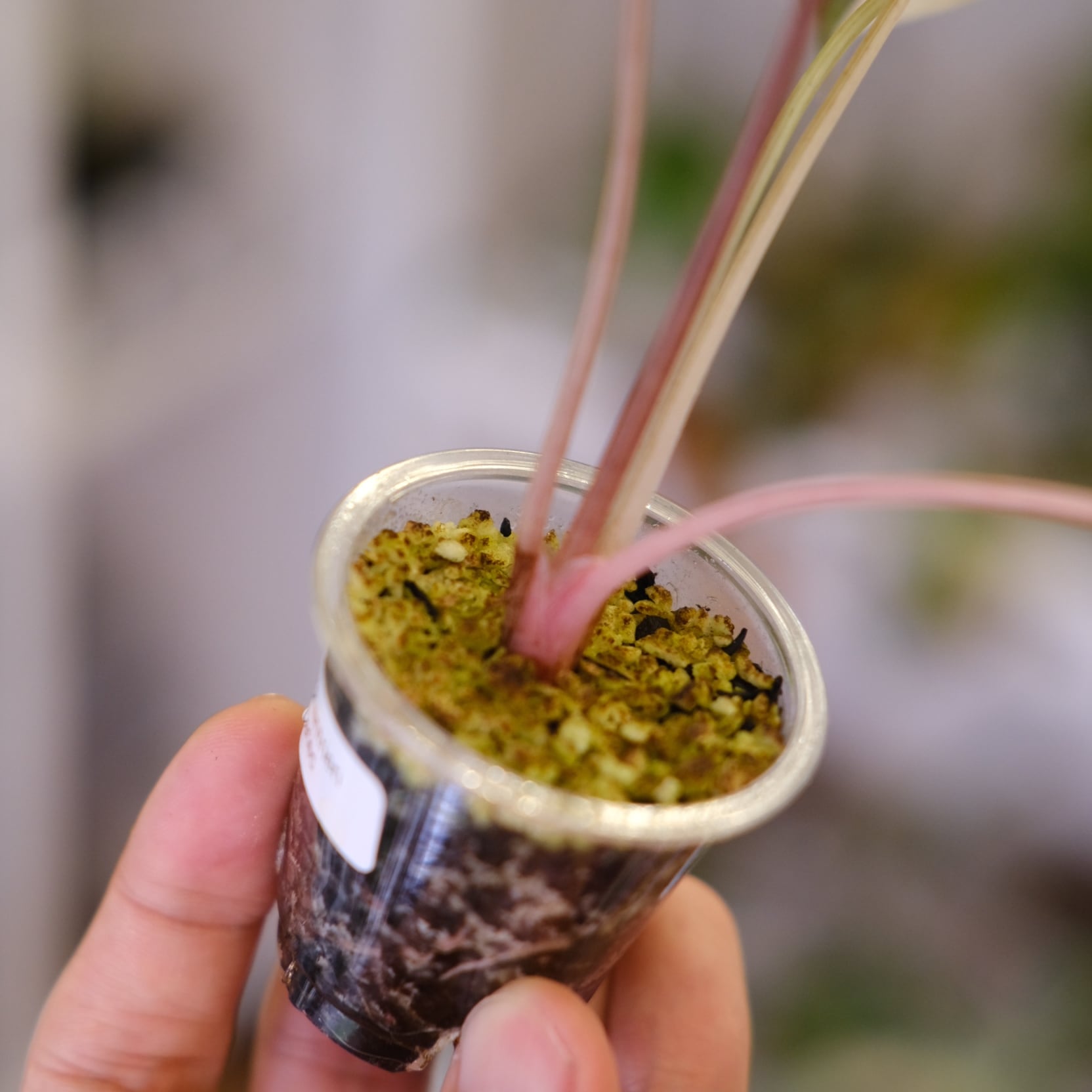 Alocasia chantrieri pink /アロカシア シャントリエリ ピンク④