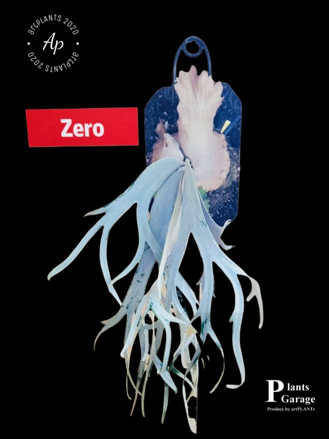 P.willinckii ZERO 【artPLANTs/PLANTSGARAGE】ビカクシダ/Platycerium