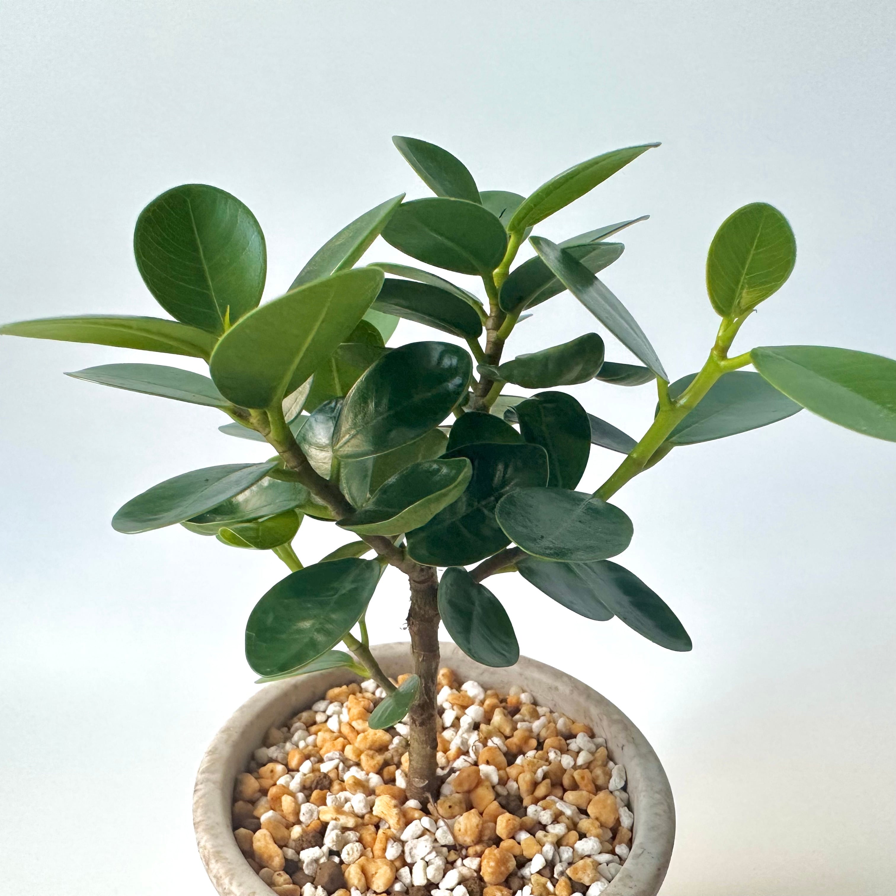 パンダガジュマル｜沖縄｜Table Size ① | 白昼堂々. - 観葉植物専門の