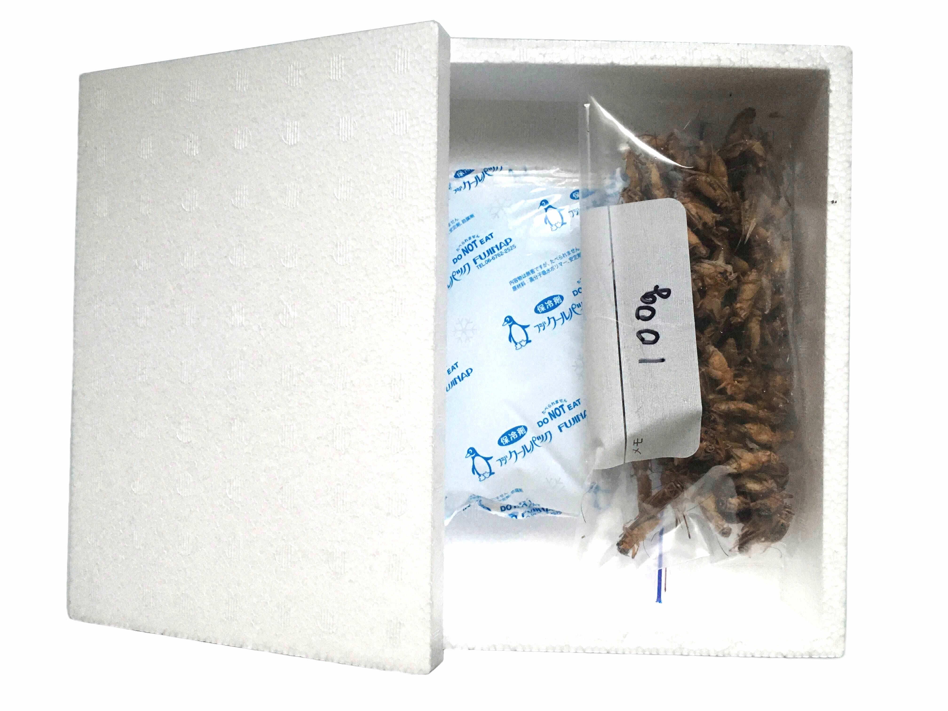 清潔コオロギ2.2kg 冷凍コオロギ MLサイズ クロコオロギ 約2kg清潔