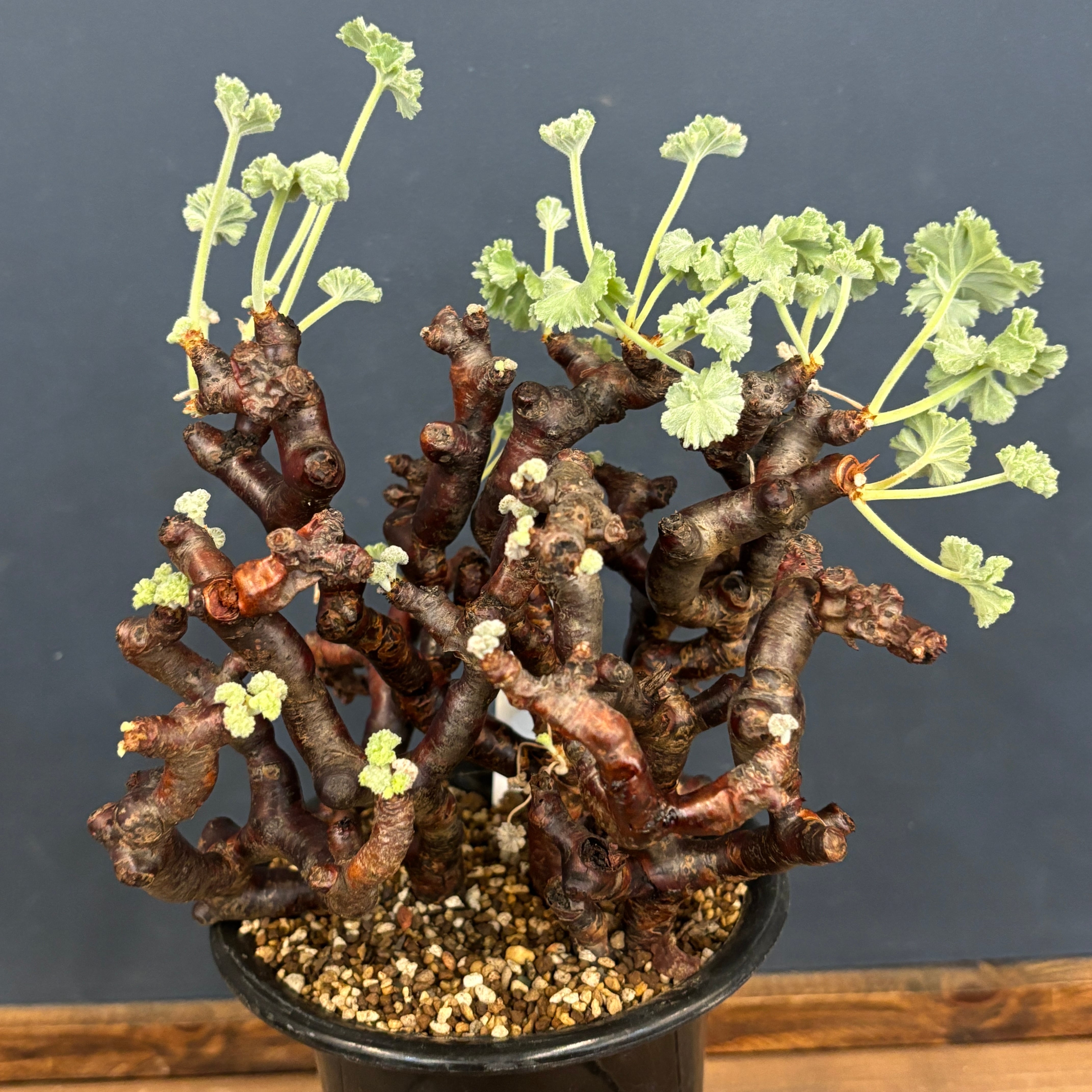 a24aa4183527264b5f3af5d696390e