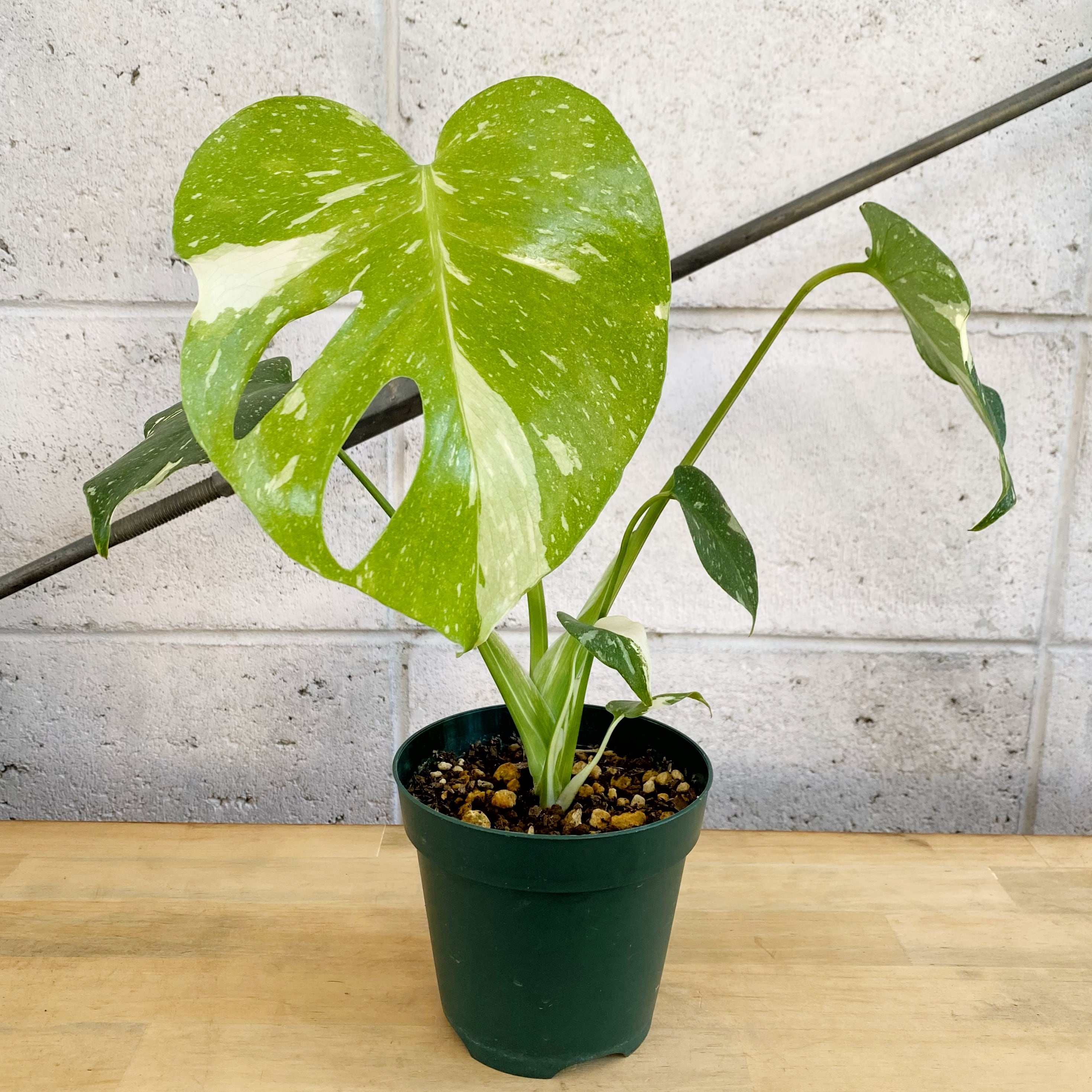 観葉植物】①モンステラ デリシオーサ タイコンステレーション 斑入り