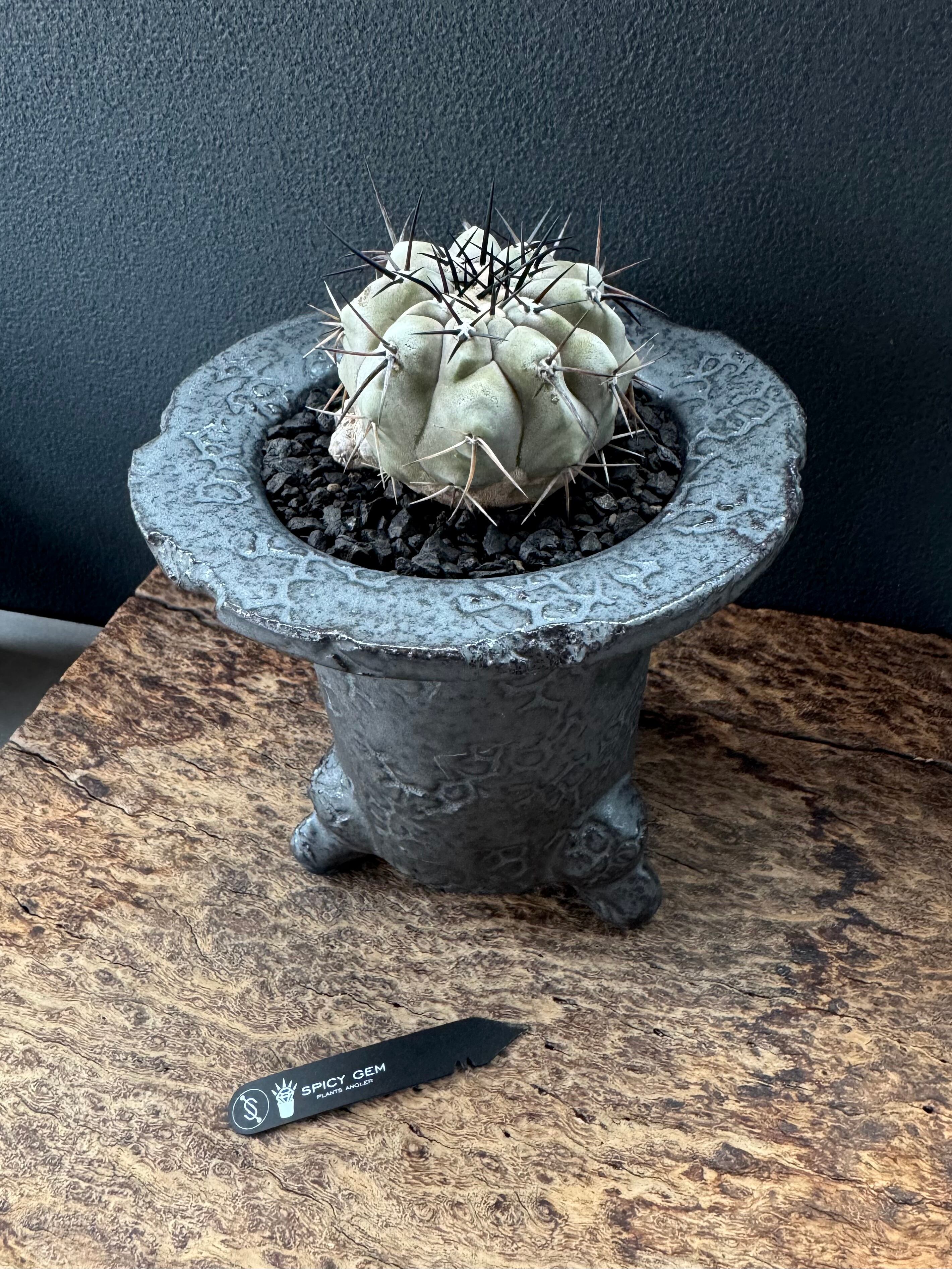 spicygem スパイシージェム small pot brass （検 raw life factory