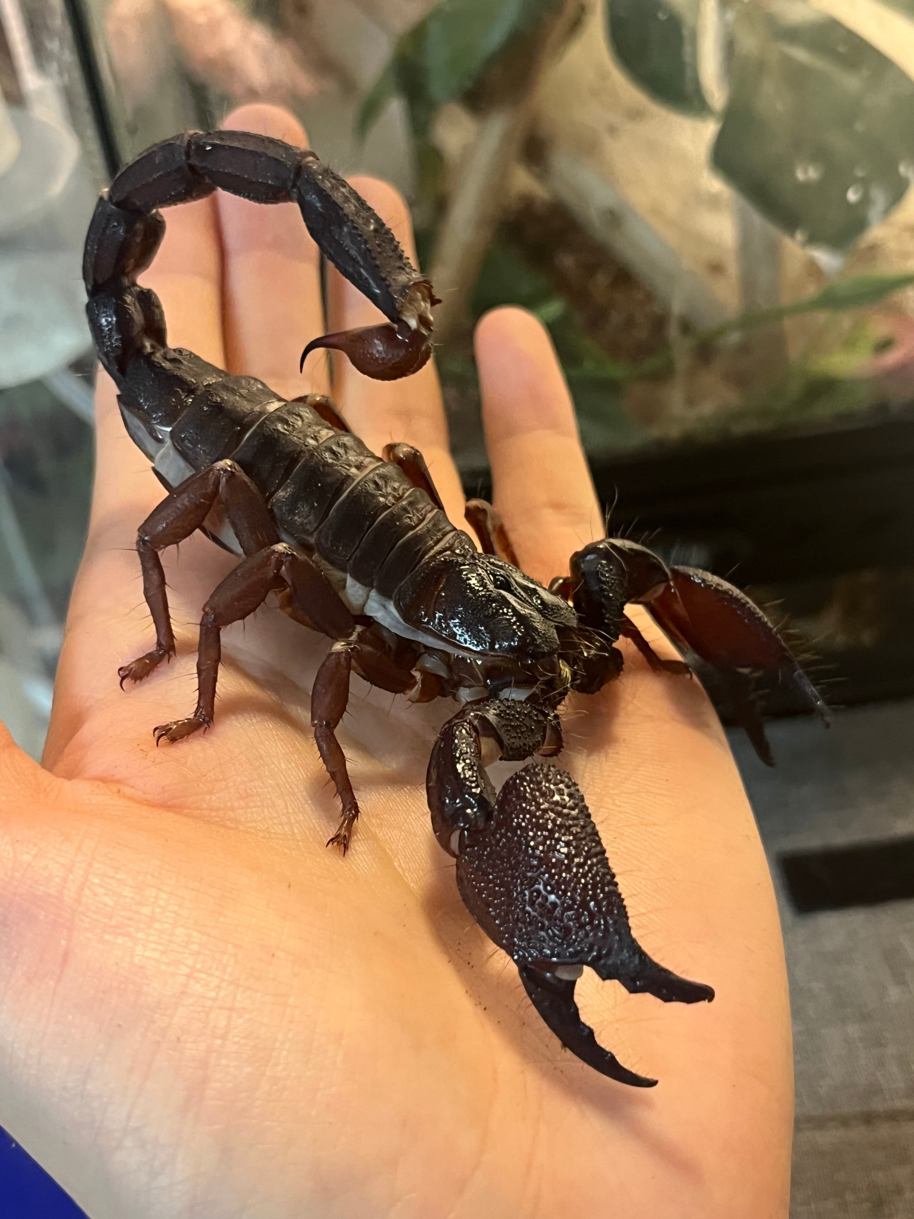 蠍最大種】スワンメルダムオオハカリサソリ全長20cm程ペアムカデ