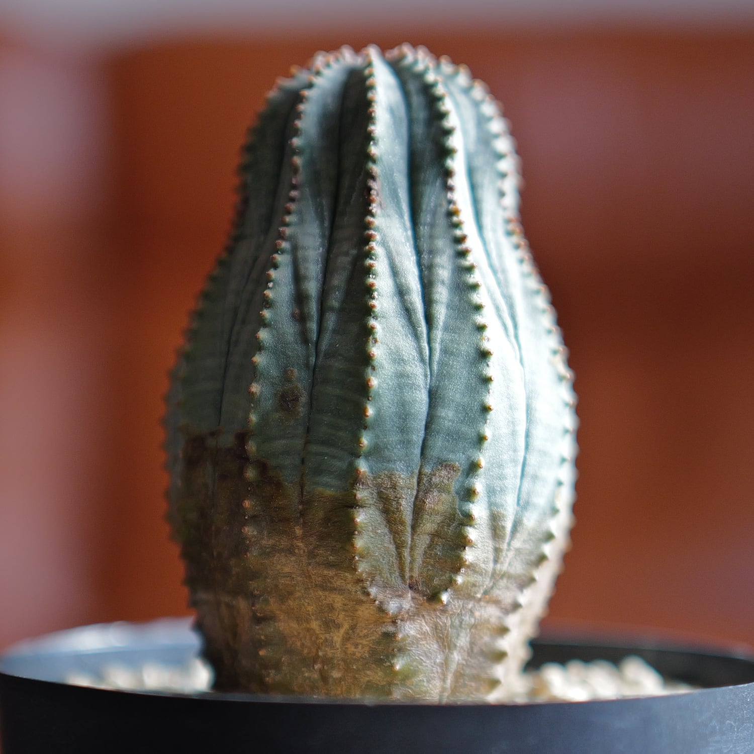 オス株 木質化 マウンテン オベサ / ユーフォルビア | LIGHTHOUSE